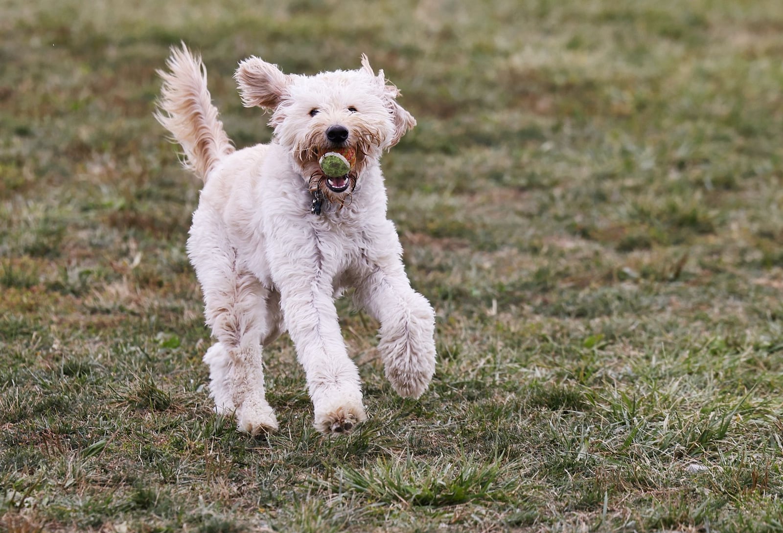 Finn, a miniature golden doodle, plays at Wiggly Field Dog Park at Voice of America MetroPark Wednesday, Oct. 6, 2022 in West Chester Township. NICK GRAHAM/STAFF