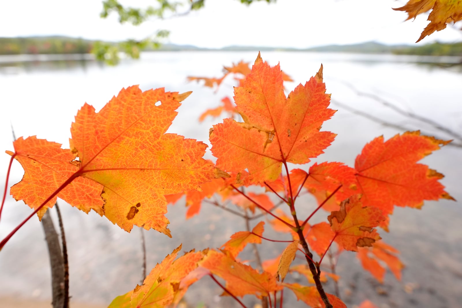 Leaves display bright colors near Lake Waukewan, in Meredith, N.H., Wednesday, Oct. 2, 2024. (AP Photo/Steven Senne)