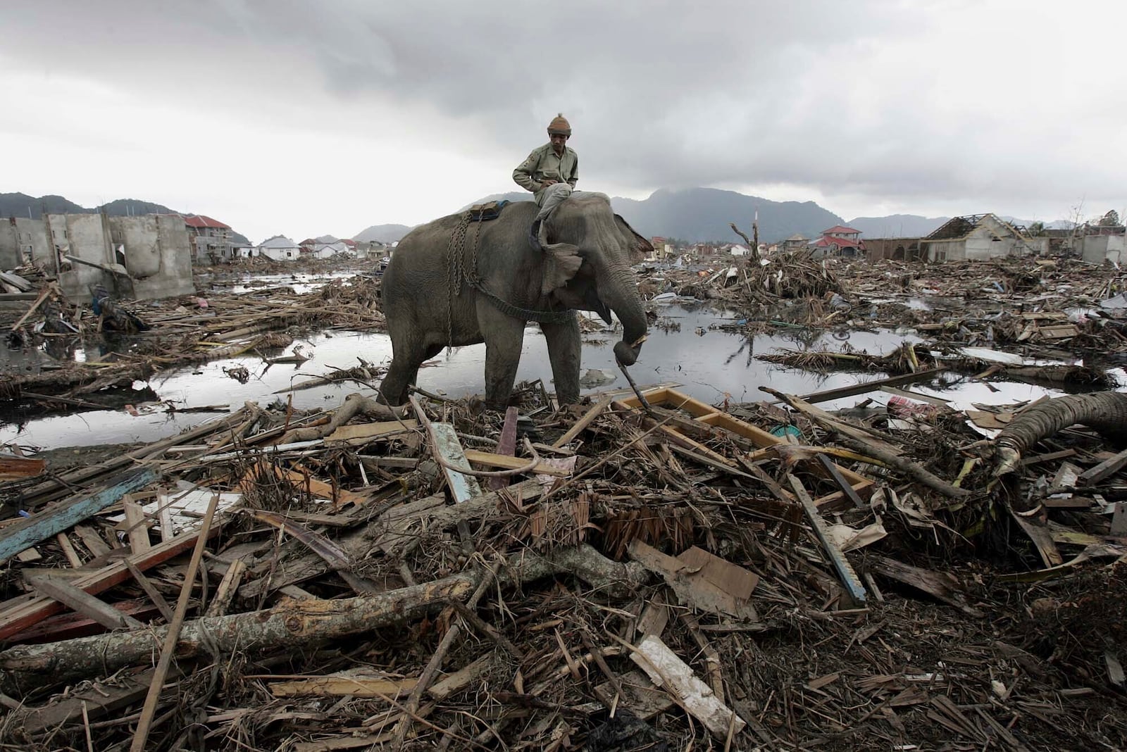 An elephant which belongs to forest ministry removes debris Monday Jan. 10, 2005 in Banda Aceh, Indonesia. (AP Photo/Eugene Hoshiko, File)