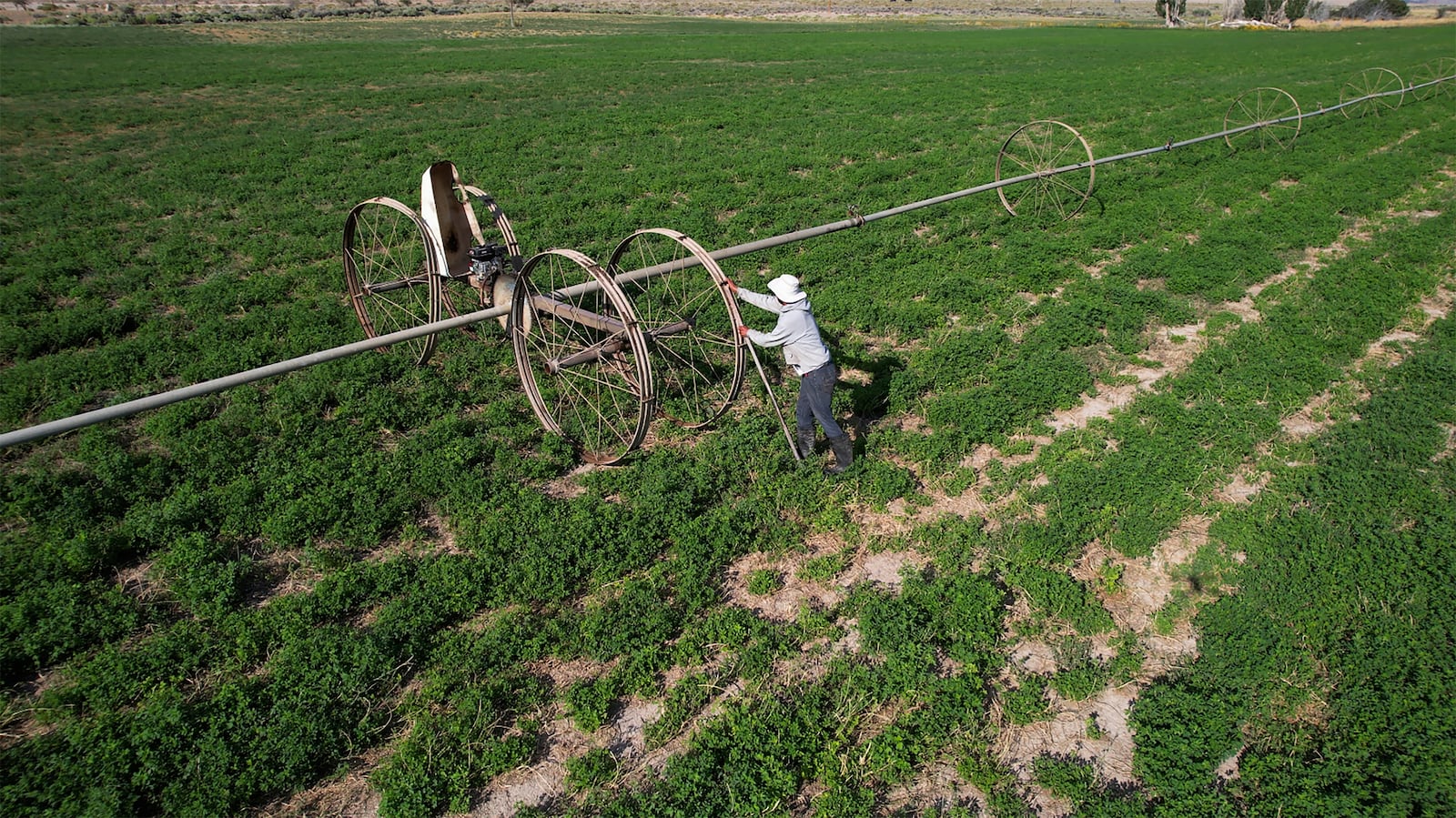 A immigrant worker with a H-2A visa irrigates a field on the Baker Ranch Monday, Sept. 9, 2024, in Baker, Nevada. (AP Photo/Rick Bowmer)