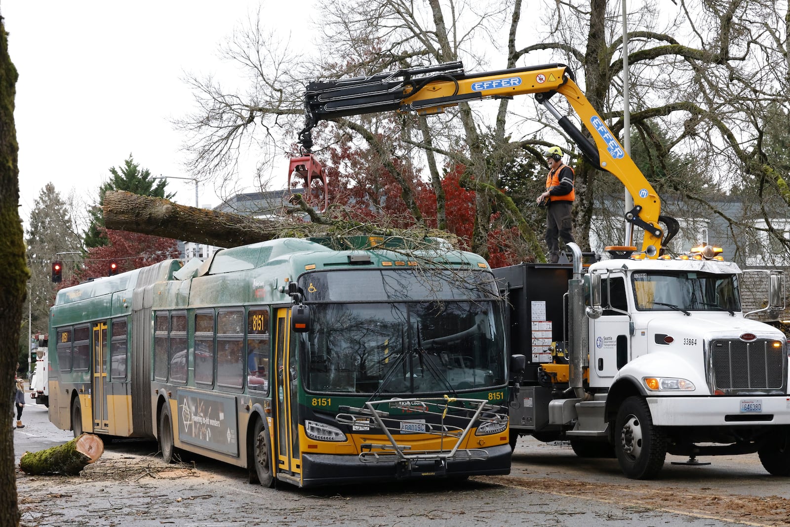 Seattle Metro bus has the remnants of a tree removed at 35th and NE 95th by Seattle Dept of Transportation in the aftermath of a "bomb cyclone" on NE 35th St. after severe weather hit last night, in Seattle, Wednesday, Nov. 20, 2024. (Karen Ducey/The Seattle Times via AP)