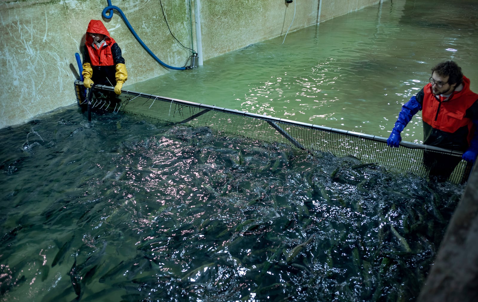 Stephen Zicari, left, and Brad Bednarski, employees of Local Coho salmon fish farm coral fish, slated for donation to the Food Bank of Central New York, in one of the farm's tanks Friday, Jan. 24, 2025, in Auburn, N.Y. (AP Photo/Craig Ruttle)