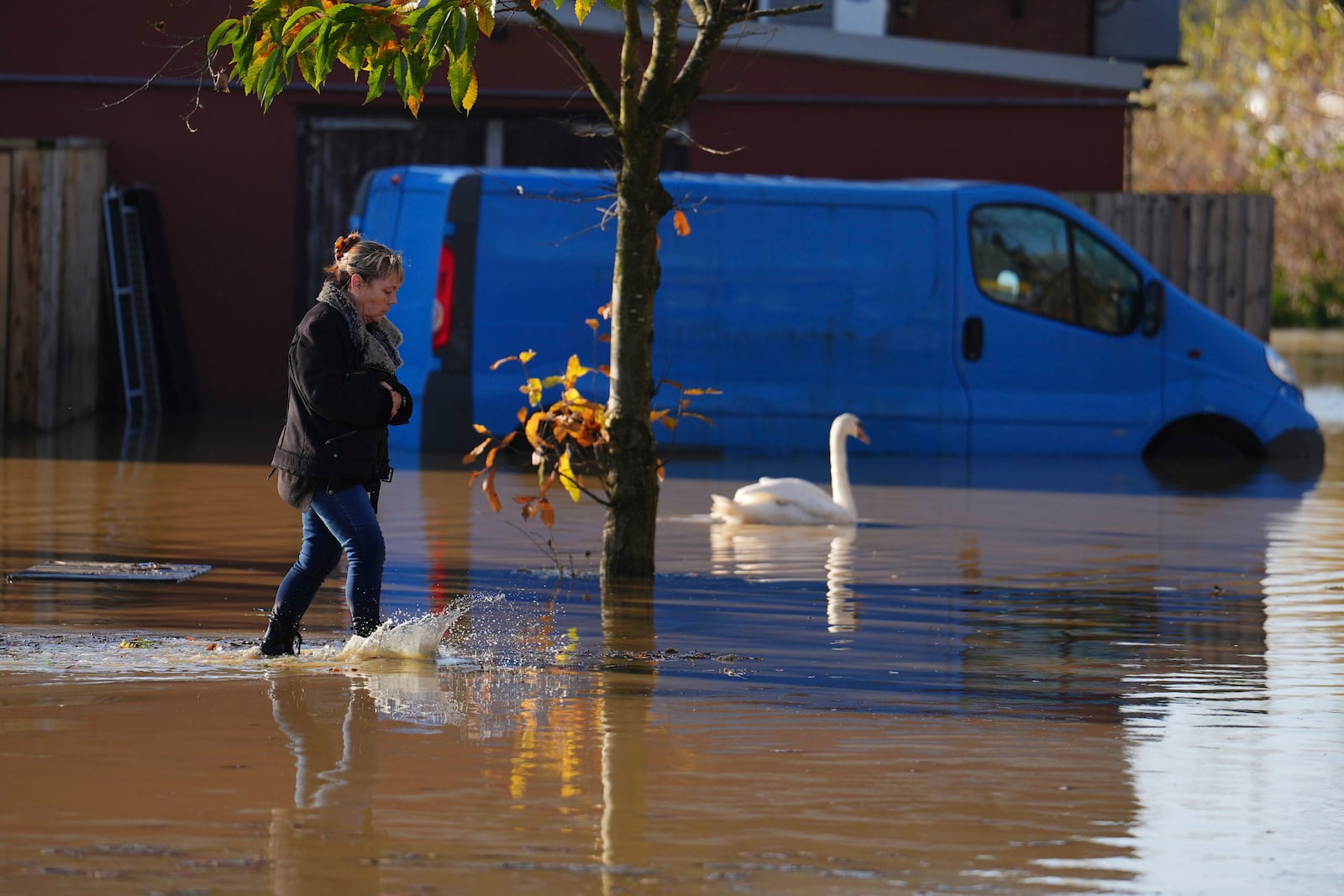 A woman walks through floodwater with a swan swimming next to her, at the Billing Aquadrome in Northamptonshire, England, Monday Nov. 25, 2024, after Storm Bert caused "devastating" flooding over the weekend. (Jordan Pettitt/PA via AP)