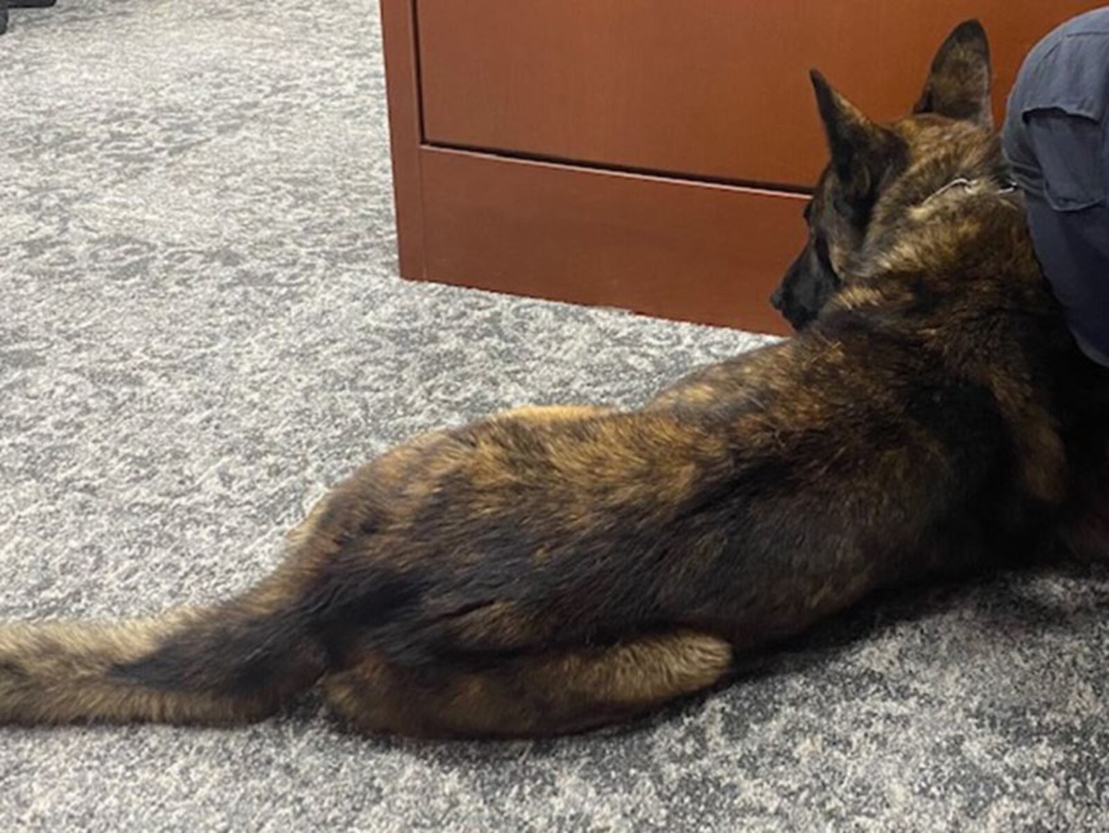 Middletown Police K-9 Koda in Warren County Common Pleas Court Monday for sentencing of Christopher Hubbard. David Forshell/WARREN COUNTY PROSCUTOR