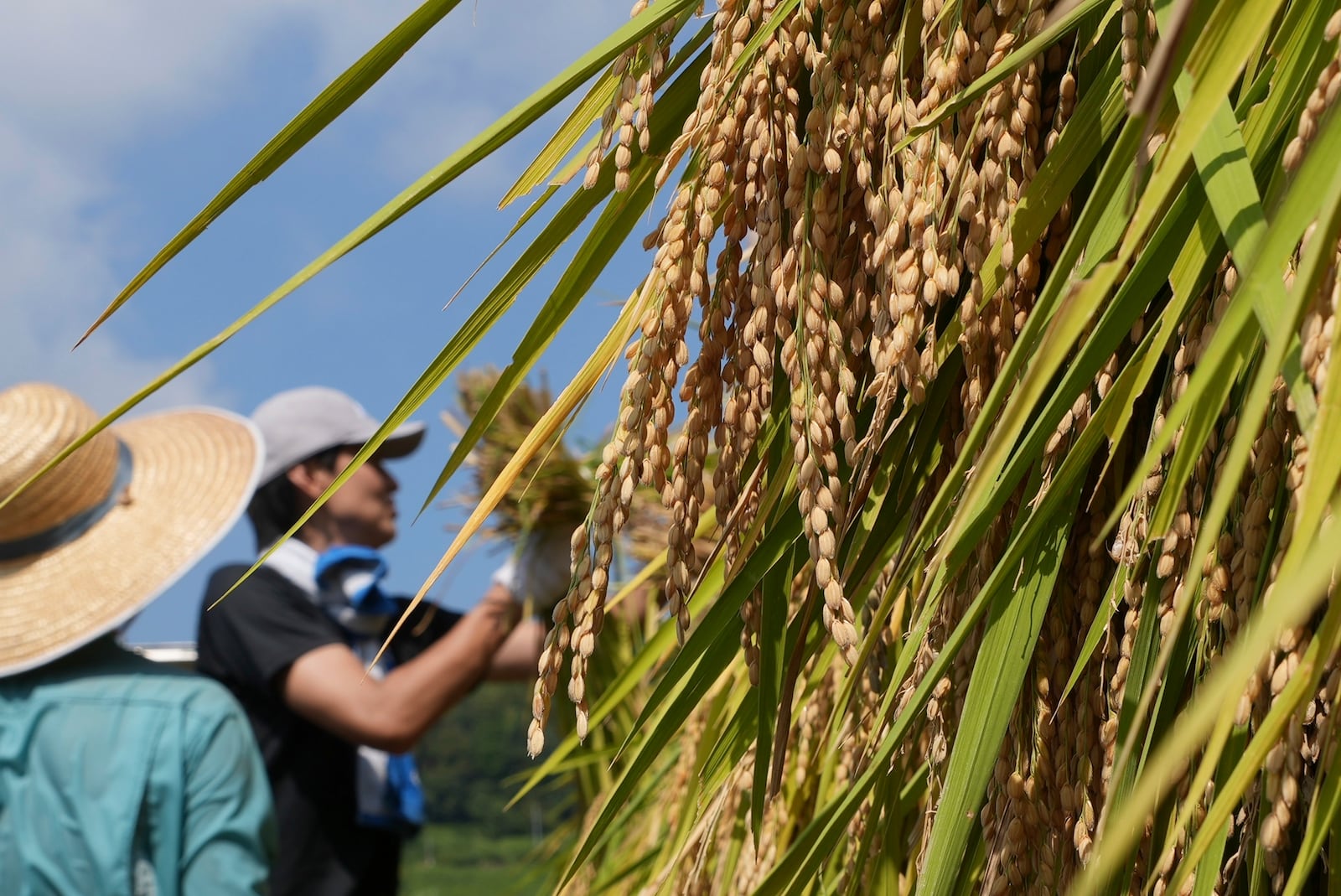 Rice are hanged to dry in Kamimomi village, Okayama prefecture, Japan on Sept. 7, 2024. (AP Photo/Ayaka McGill)