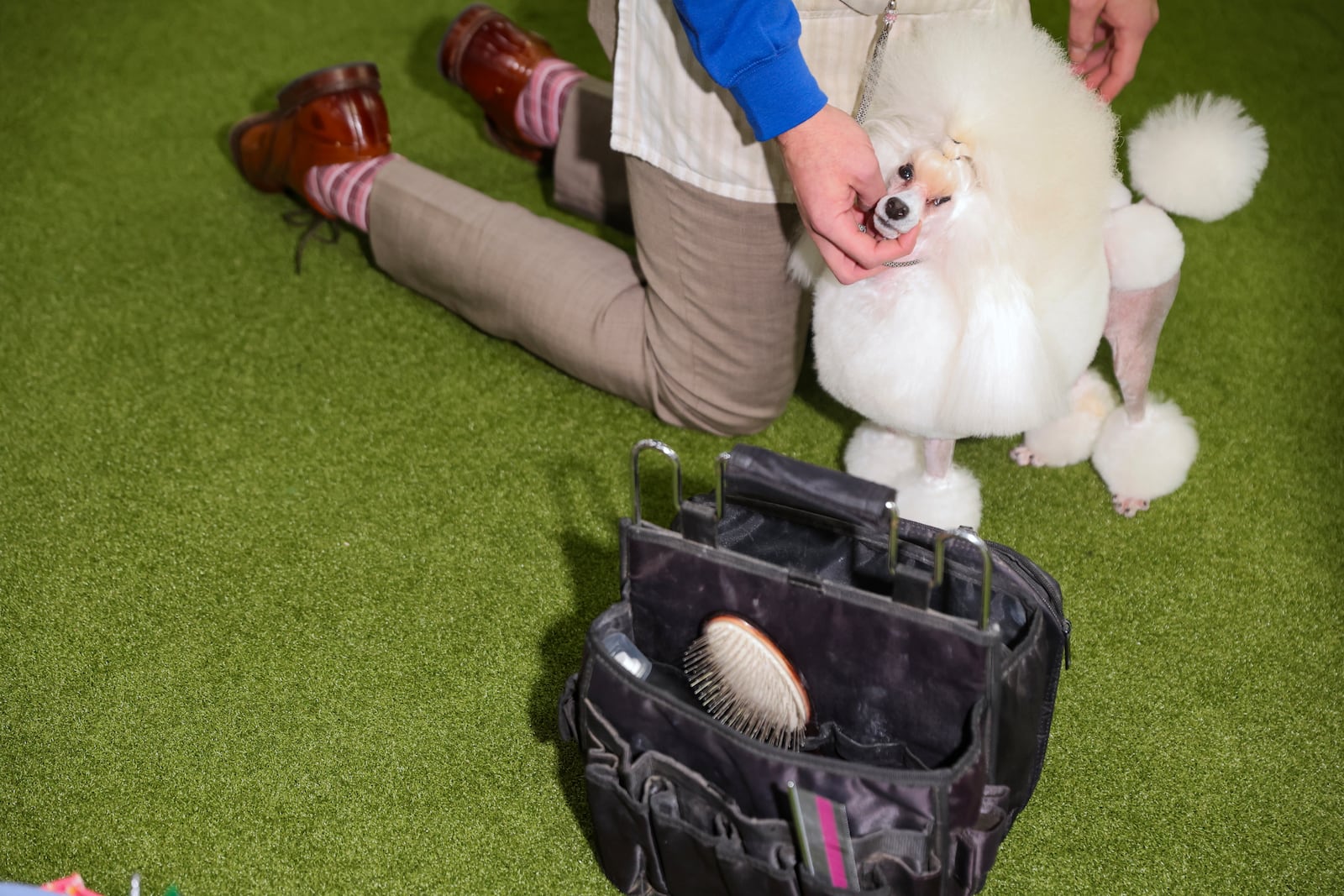 FILE - Standard poodles are groomed during judging at the 149th Westminster Kennel Club Dog show, Monday, Feb. 10, 2025, in New York. (AP Photo/Heather Khalifa, file)