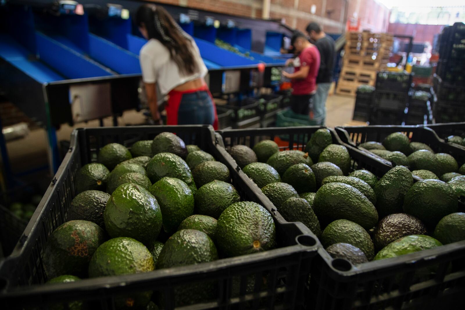 FILE - Avocados are stored in crates at a packing plant in Uruapan, Michoacan state, Mexico on Feb. 9, 2024. (AP Photo/Armando Solis, File)