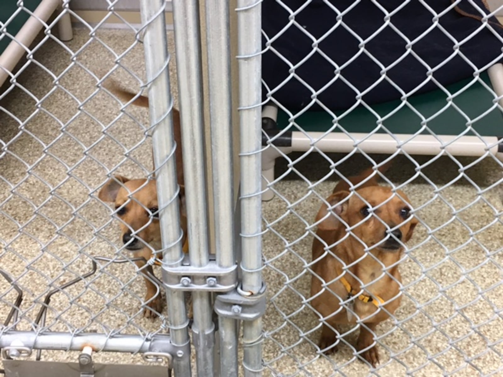 Two of four surviving dogs taken from the Melissa Damico residence in St. Clair Twp. earlier this week. The pups are recovering a Animal Friends Humane Society. Three dogs were found deceased by the county dog warden’s office. Damico is facing multiple counts of abuse to companion animals. LAUREN PACK/STAFF