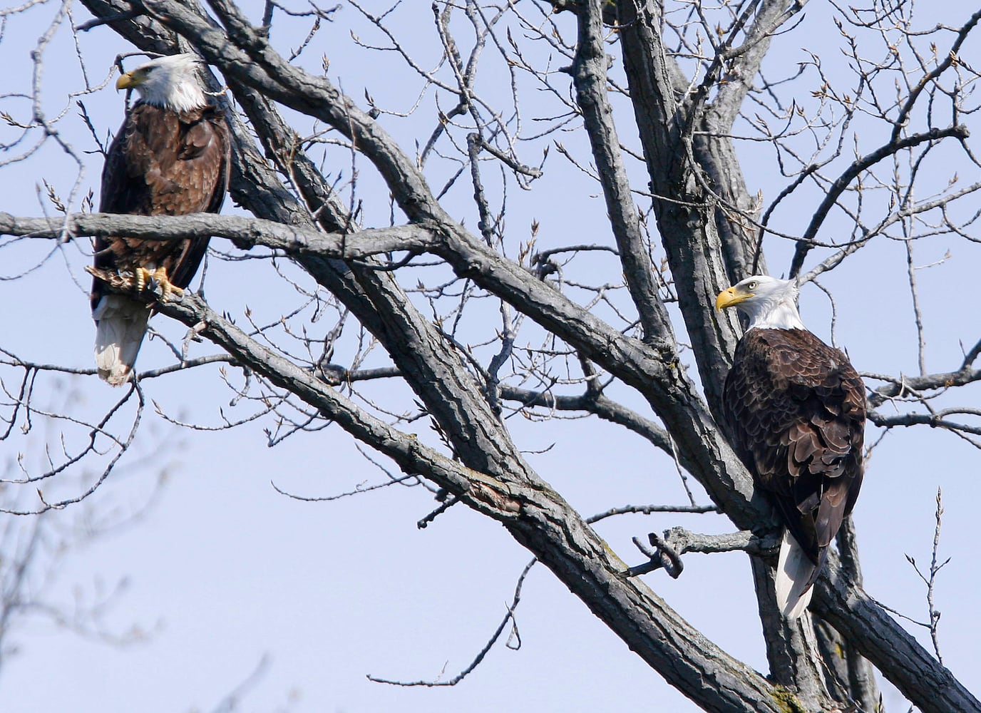 Bald Eagles in Butler County