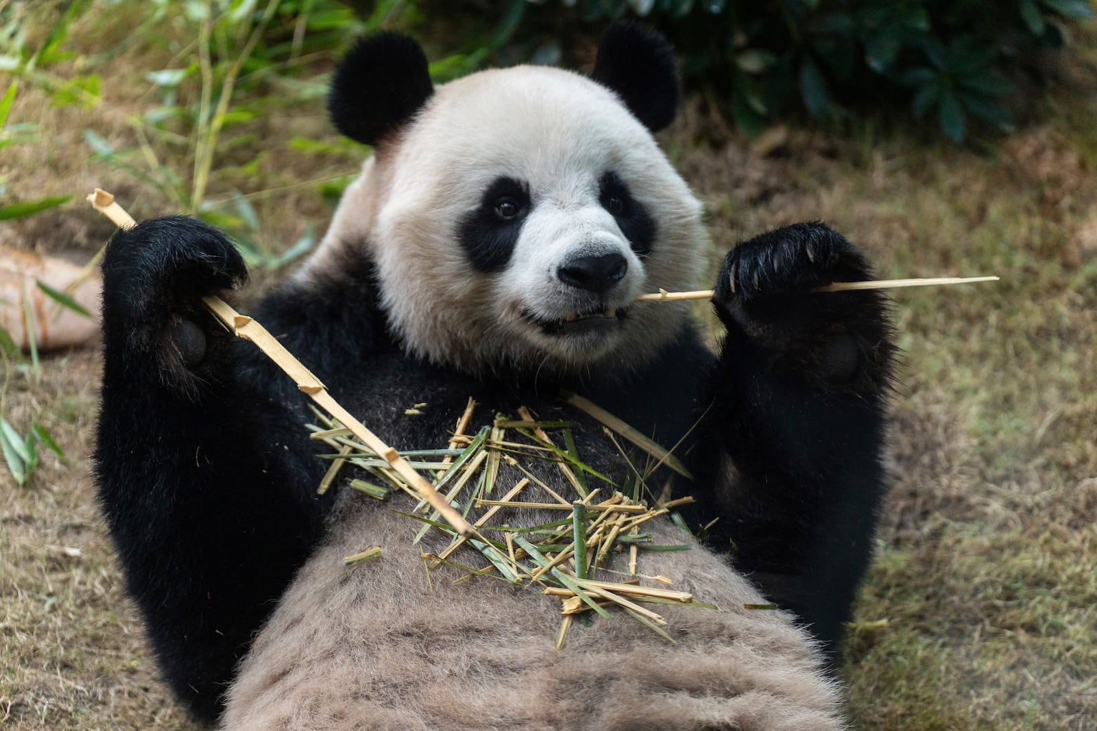 The Beijing-gifted giant panda An An makes his debut appearance to media in Ocean Park during a preview event in Hong Kong, Monday, Dec. 2, 2024. (AP Photo/Chan Long Hei)