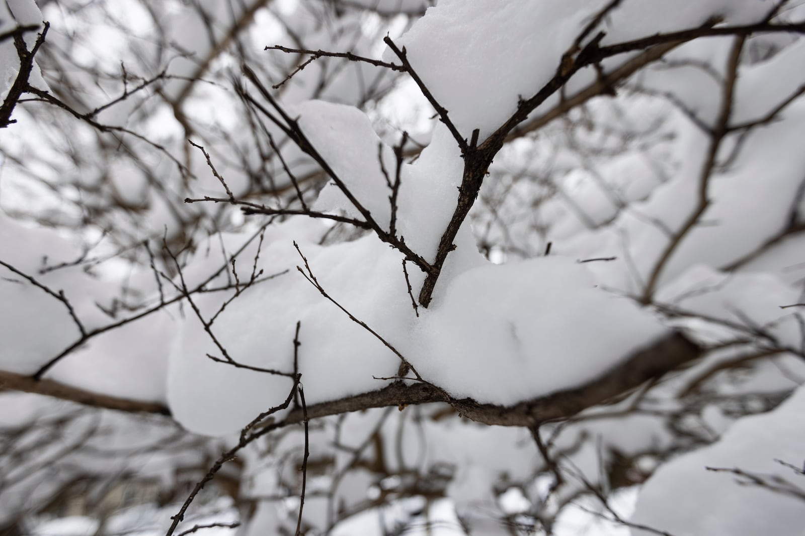 Snow accumulates on tree branches in Norfolk, Va on Thursday, Feb. 20, 2025. (Billy Schuerman /The Virginian-Pilot via AP)