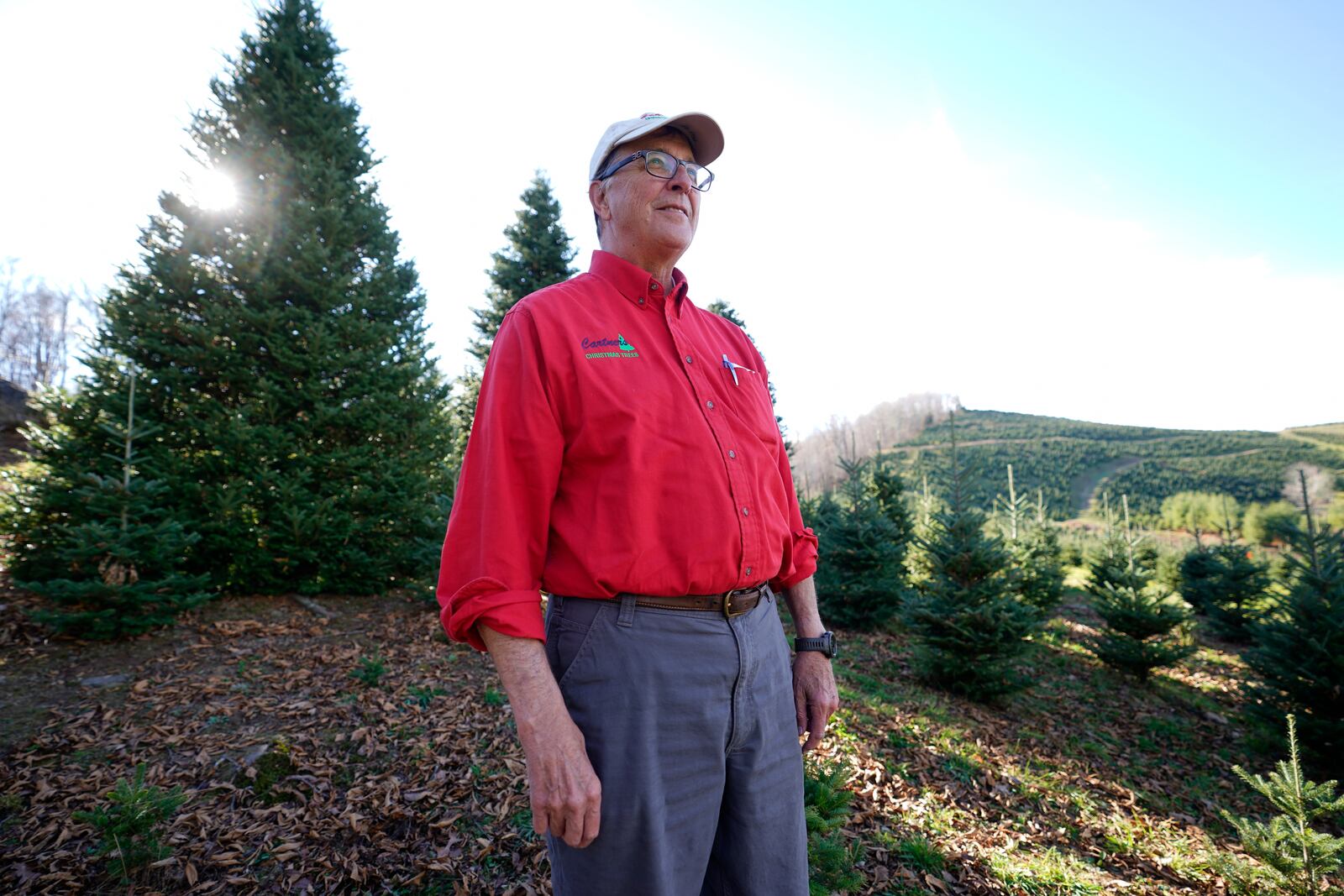 Sam Cartner Jr., co-owner of Cartner's Christmas Tree Farm, poses for a photo next to the official White House Christmas tree, a 20-foot Fraser fir, Wednesday, Nov. 13, 2024, in Newland, N.C. (AP Photo/Erik Verduzco)