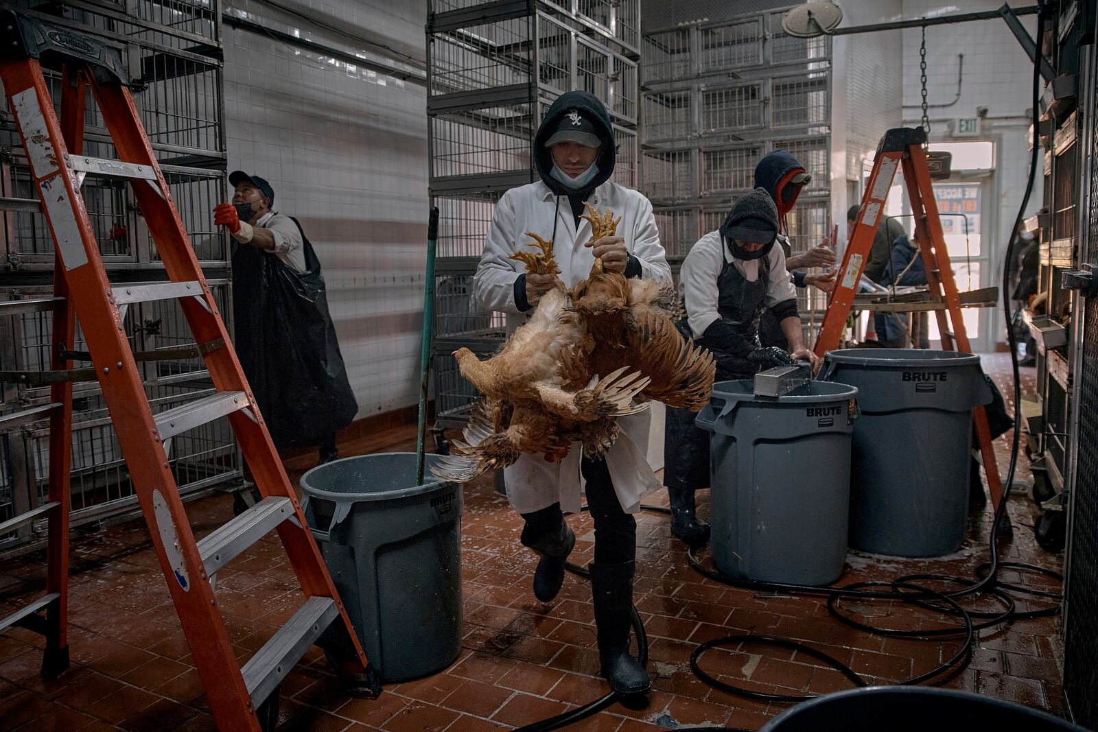 Employees clean parts of the cages and take the last chickens to be slaughtered inside a poultry store, Friday, Feb. 7, 2025, in New York. (AP Photo/Andres Kudacki)