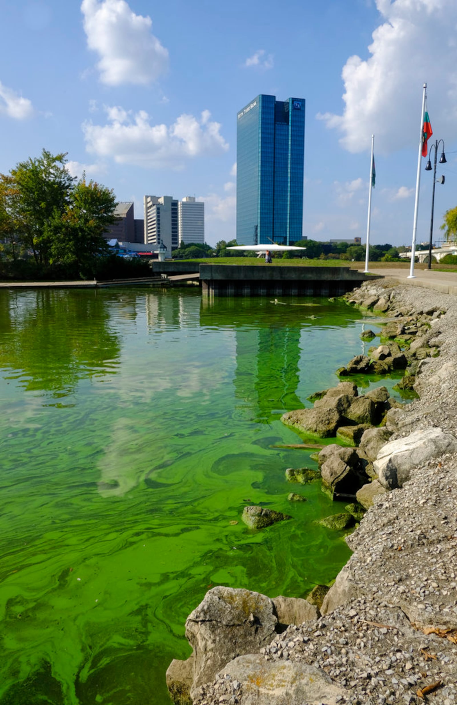 In this Sept. 21, 2017 photo, an algae bloom from Lake Erie appears in the boat basin at International Park in Toledo, Ohio. Health officials in Ohio are telling children, pregnant women and people with certain medical conditions not to swim in the river that flows through Toledo because of an algae outbreak. Algae blooms can produce toxins. (Jeremy WadsworthThe Blade via AP)