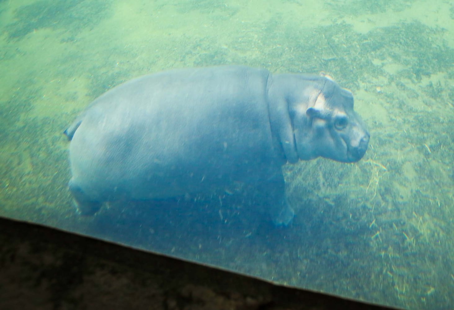 PHOTOS Fiona at the Cincinnati Zoo