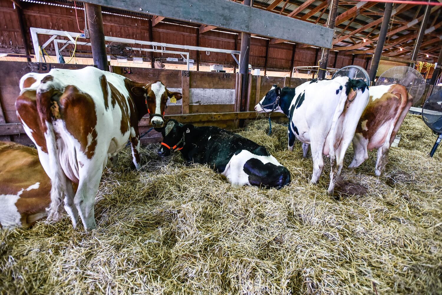 PHOTOS: Butler County Fair 2018