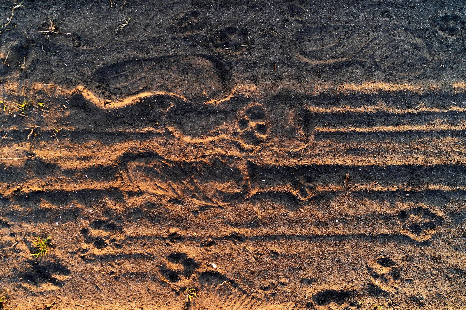 FILE - Red wolf pawprints are visible in the dirt beside human footprints on the Alligator River National Wildlife Refuge near Manns Harbor, N.C., March 24, 2023. (AP Photo/David Goldman, File)