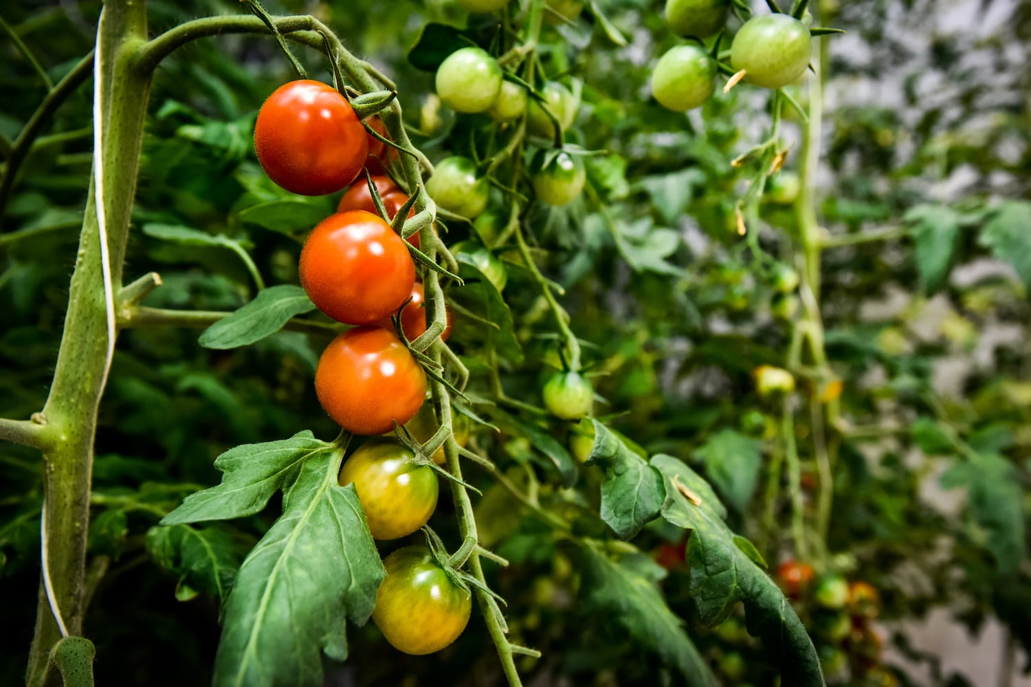 80 Acres Farms now operating in downtown Hamilton