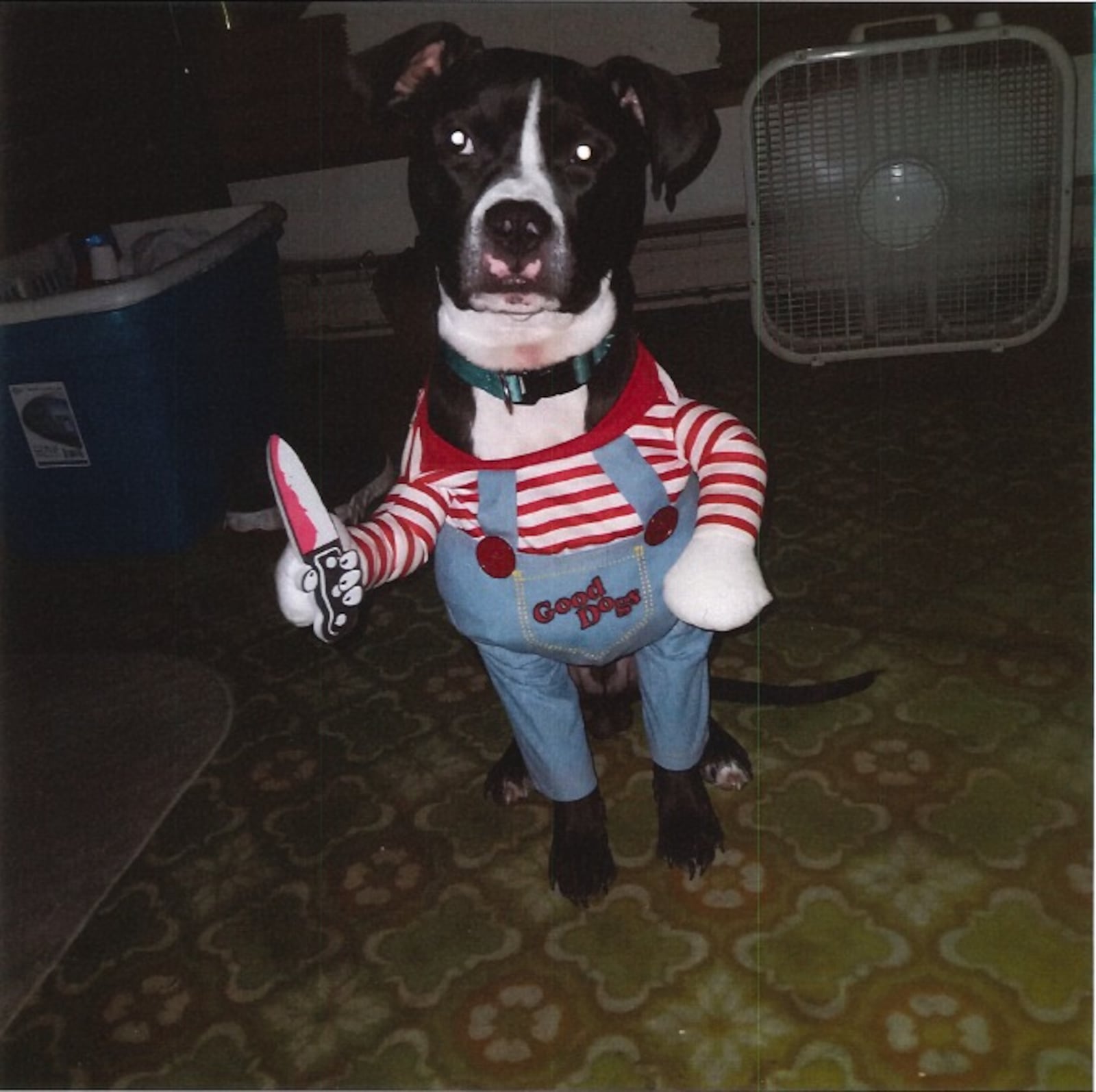 This black and white boxer mix named Tux was inside a stolen car Friday morning in Middletown. SUBMITTED PHOTO
.