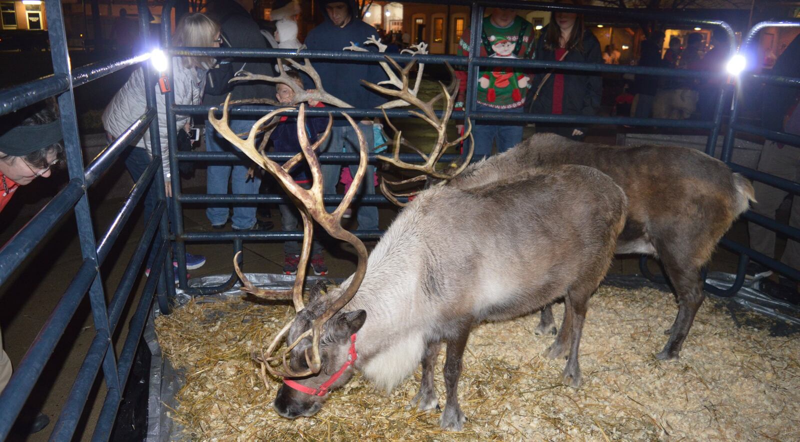 Reindeer from Whitetail Acres Nursery and Landscaping, near Brookville, Indiana, were on hand for this year s Oxford Holiday Festival drawing interest from visitors of all ages. Prancer and Dancer were a popular draw for the evening including the time when they were being led to their pen as college students helped the move and took selfies of themselves with the animals. CONTRIBUTED/BOB RATTERMAN