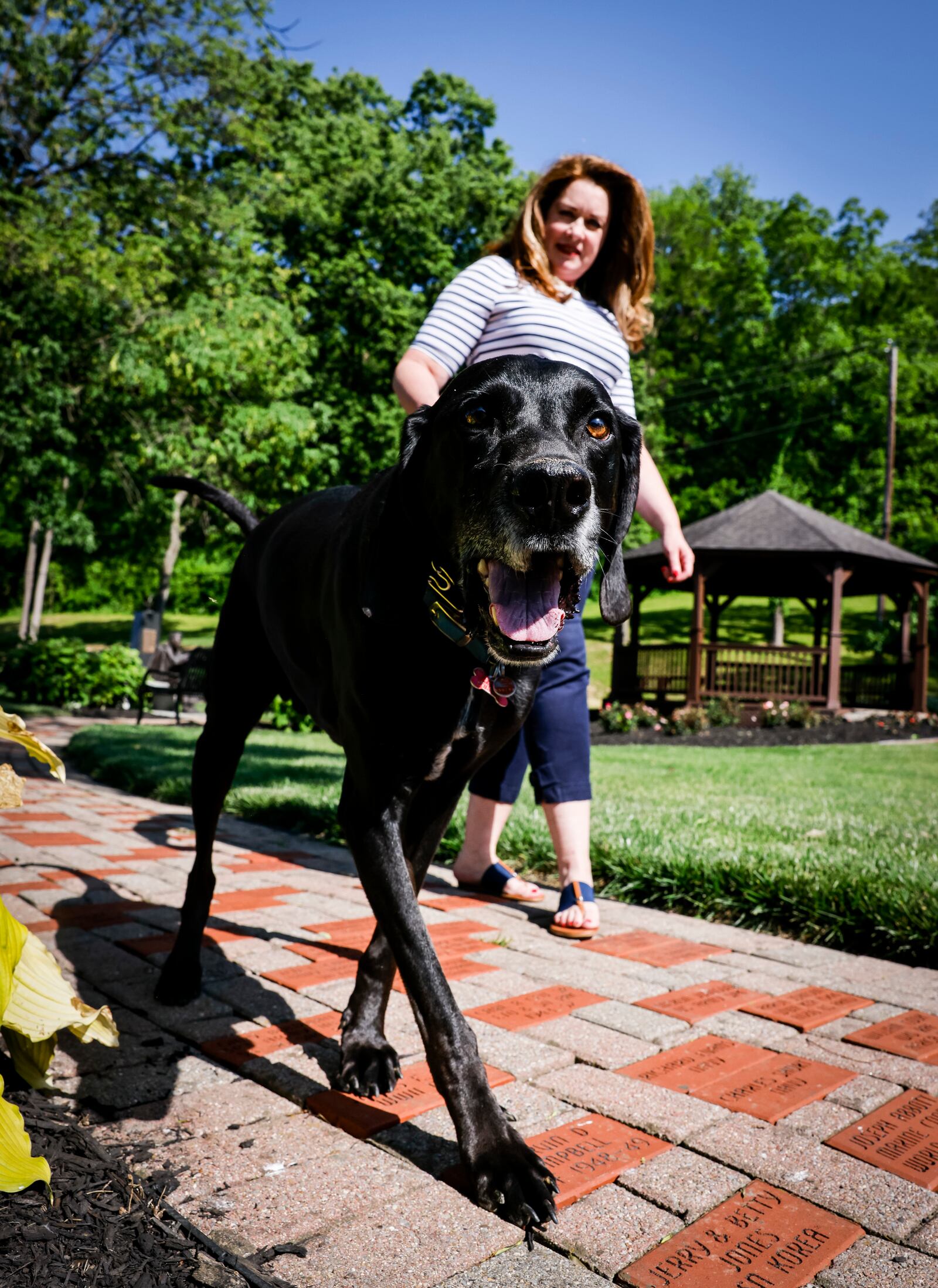 Butler County Common Pleas Court Judge Jennifer McElfresh walks her dog, Max, in Fairfield. NICK GRAHAM/STAFF