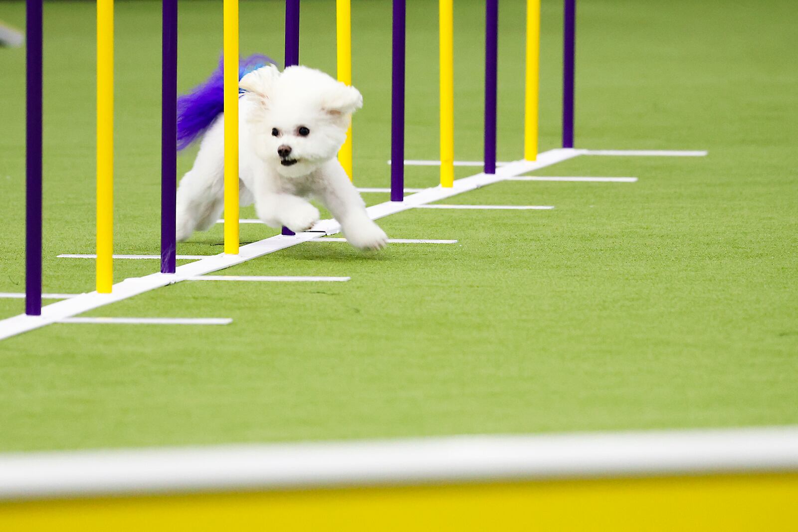 A dog competeswld in the Masters Agility Championship Finals during the 149th Westminster Kennel Club Dog show, Saturday, Feb. 8, 2025, in New York. (AP Photo/Heather Khalifa)