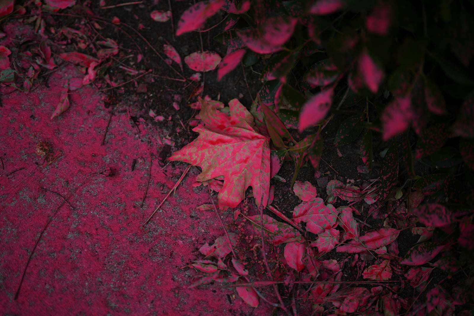 Fire retardant covers leaves as crews battle the Palisades Fire in Mandeville Canyon, Saturday, Jan. 11, 2025, in Los Angeles. (AP Photo/Eric Thayer)