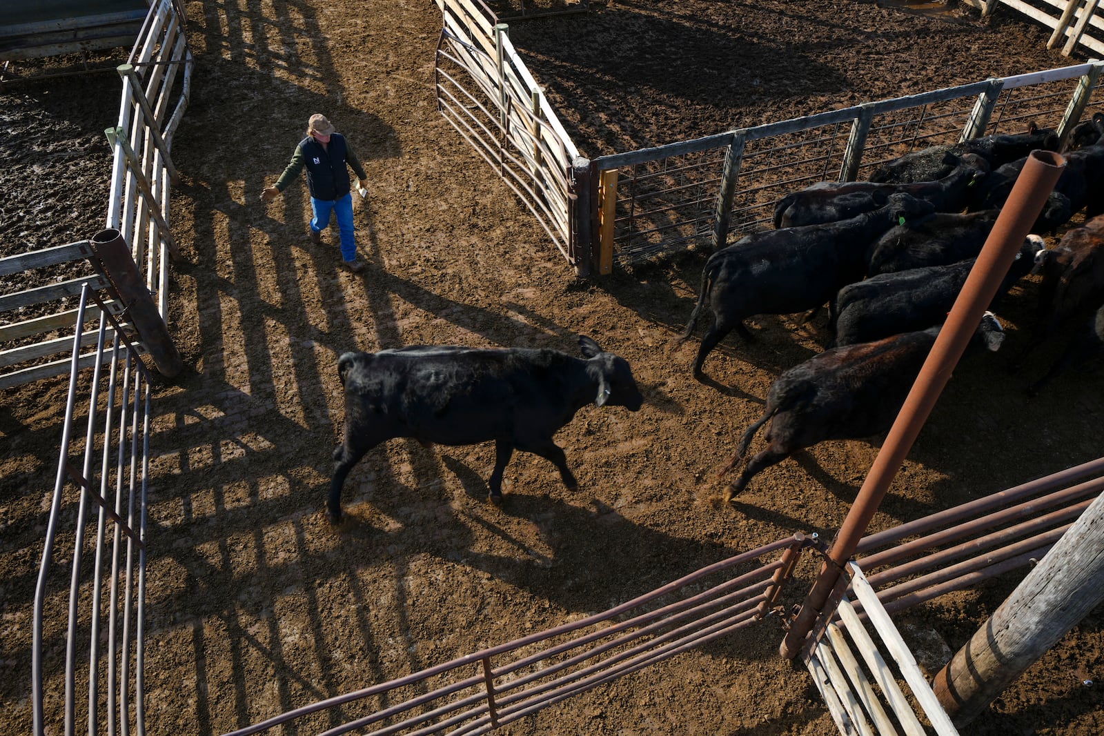 Cord Coffey, of Cogar, Okla., guides cattle toward a holding pen at the Oklahoma National Stockyards Tuesday, Jan. 14, 2025, in Oklahoma City. (AP Photo/Julio Cortez)