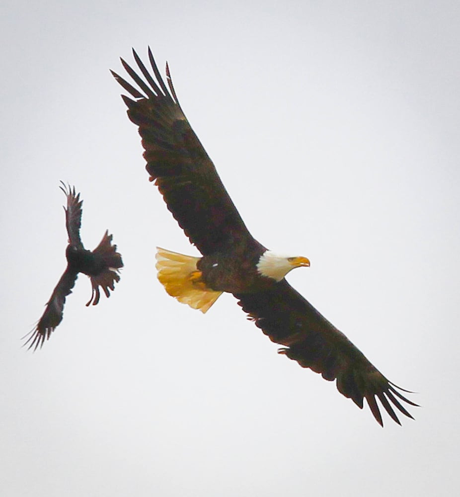 Bald Eagles in Butler County