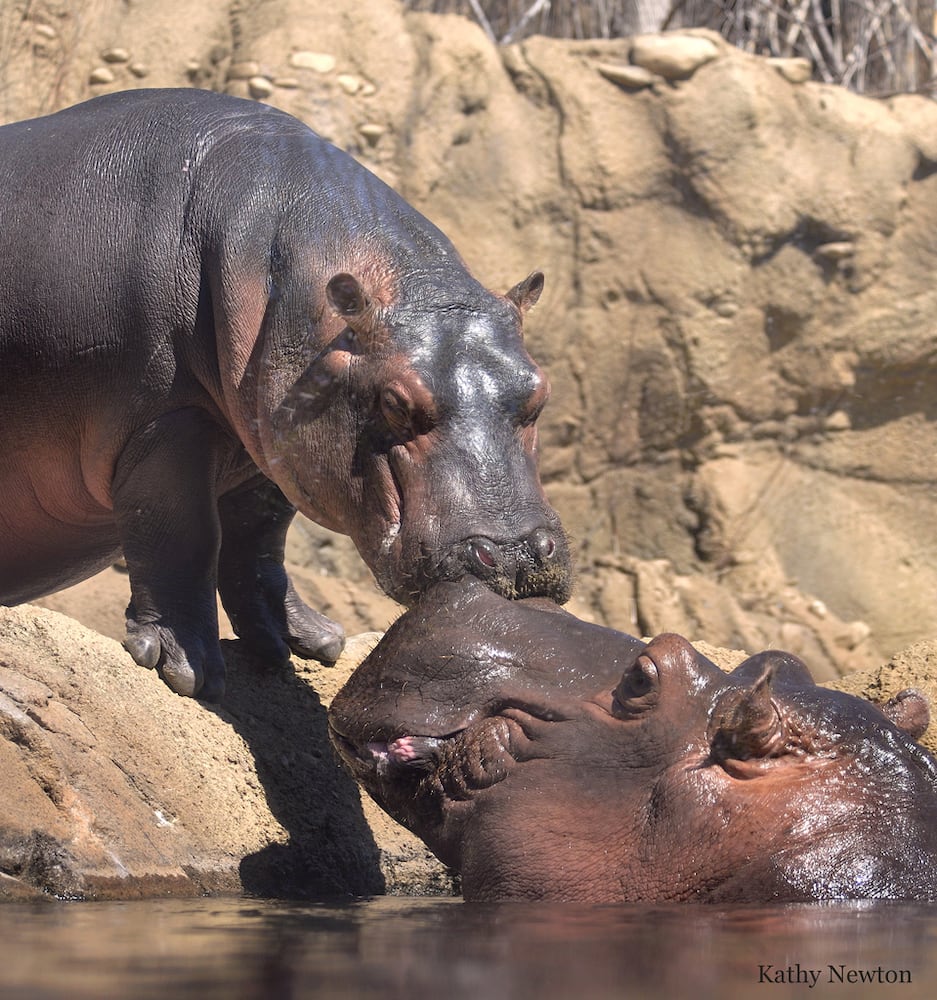 PHOTOS: Oh, these faces! Celebrating Cincinnati Zoo babies