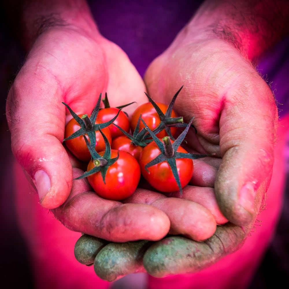 80 Acres Farms now operating in downtown Hamilton