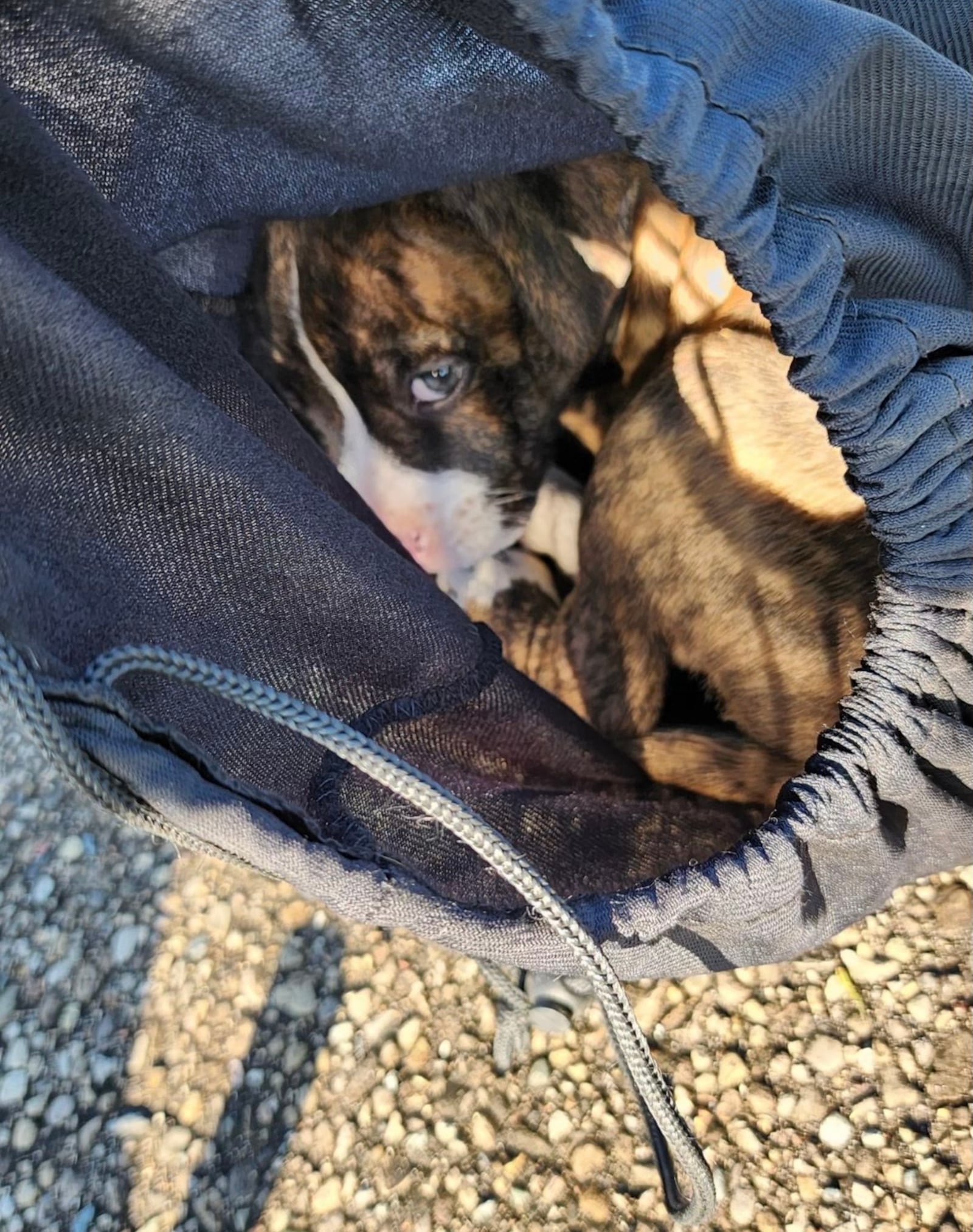 A puppy was found inside a bag tied shut Wednesday, April 24, 2024, at L.J. Smith Park in Hamilton. CONTRIBUTED