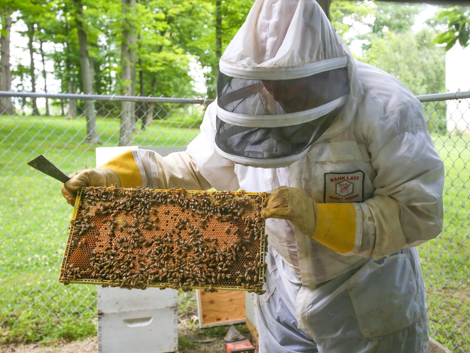 Since 1995, Butler County Prosecutor Michael Gmoser’s bee hives have produced between 100 and 300 pounds of honey per season.