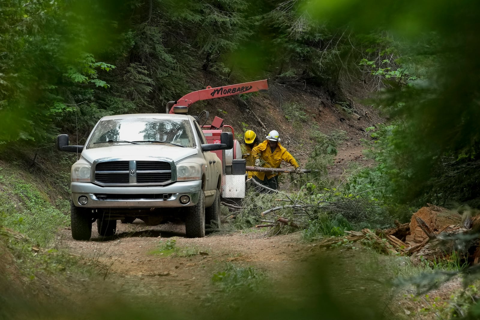 FILE - U.S. Forest Service crew members put tree branches into a wood chipper as they prepare the area for a prescribed burn in the Tahoe National Forest, June 6, 2023, near Downieville, Calif. (AP Photo/Godofredo A. Vásquez, File)