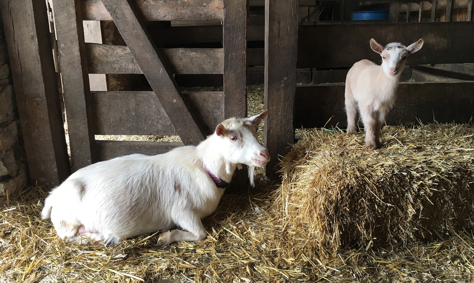 A variety of young animals will be on view at Farm Babies Fest at Aullwood Farm May 18 and 19. âLISA POWELL / STAFF