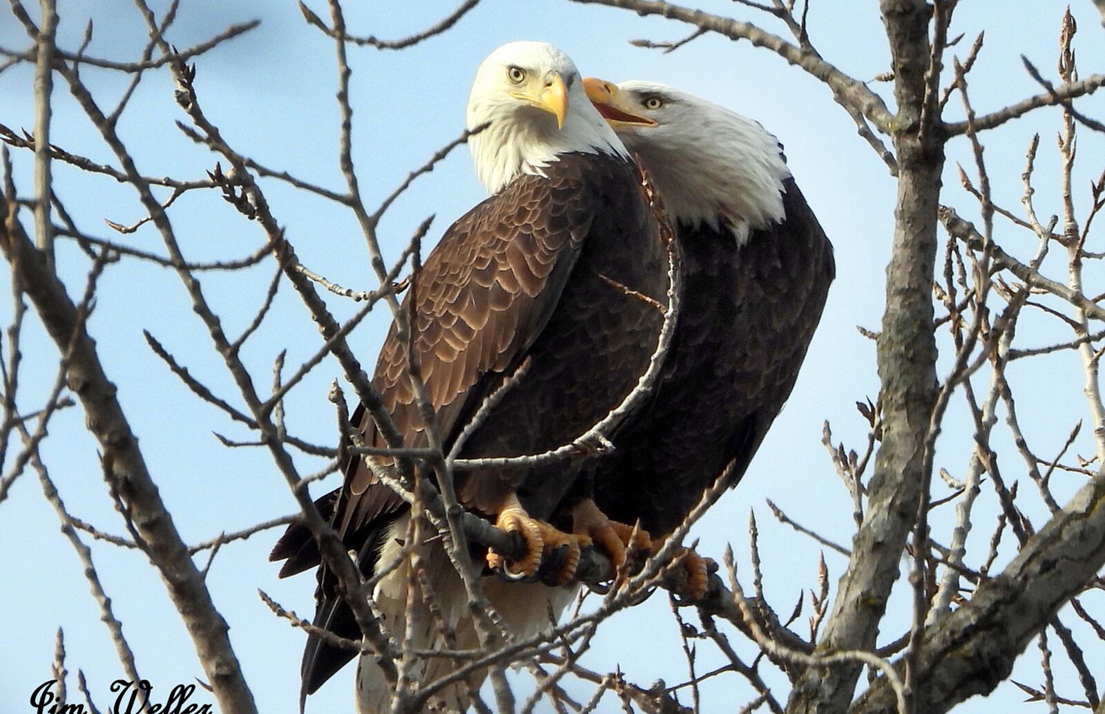 Orv and Willa are pair-bonded eagles, meaning mates for life. The eagles have returned to Carillon Historical Park in 2019 and are preparing a nest for eggs. PHOTO COURTESY OF JIM WELLER