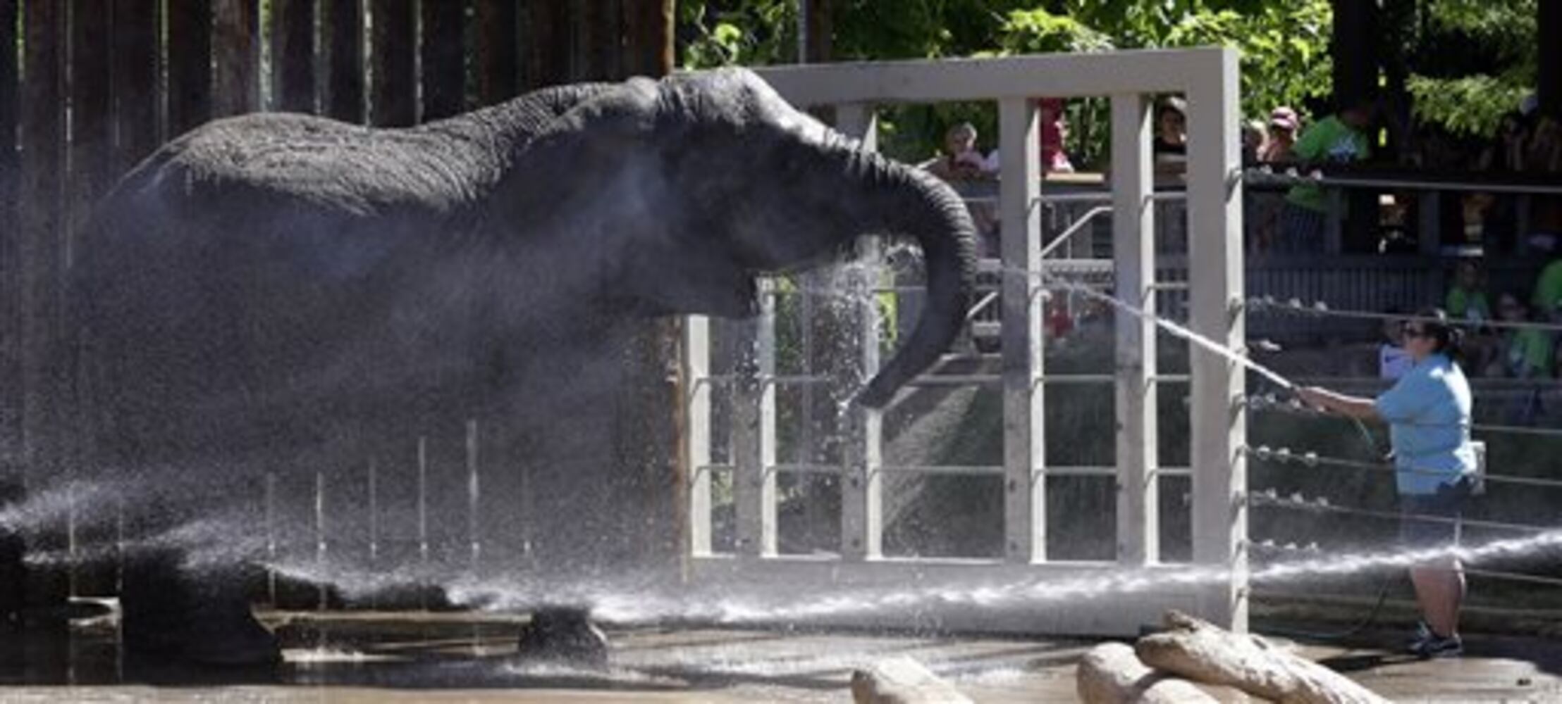 Beating the heat at the zoo