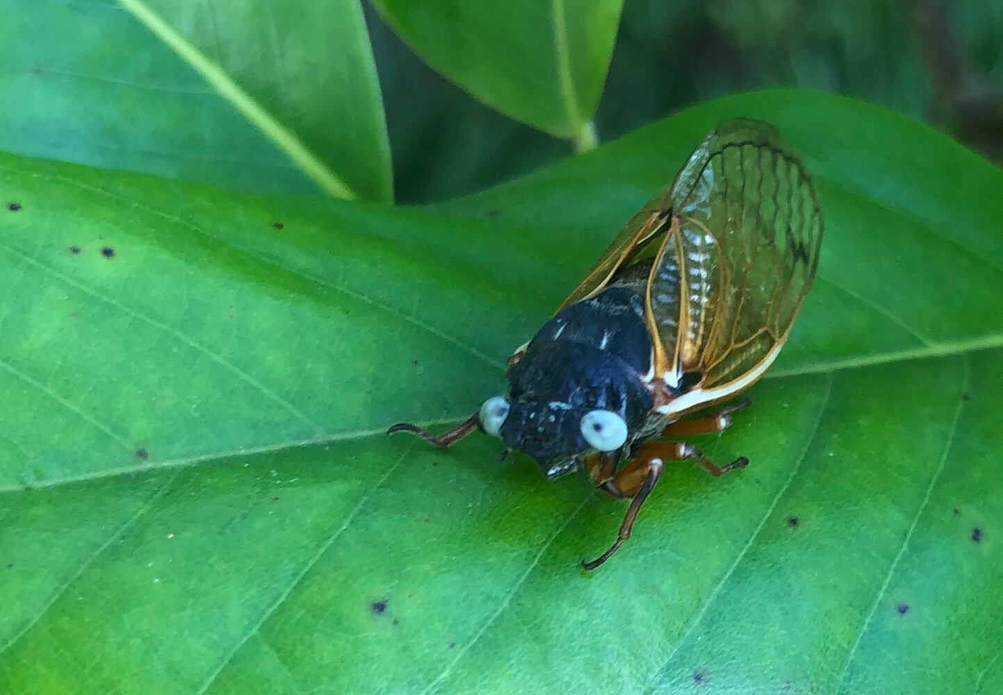 blue eyed cicada