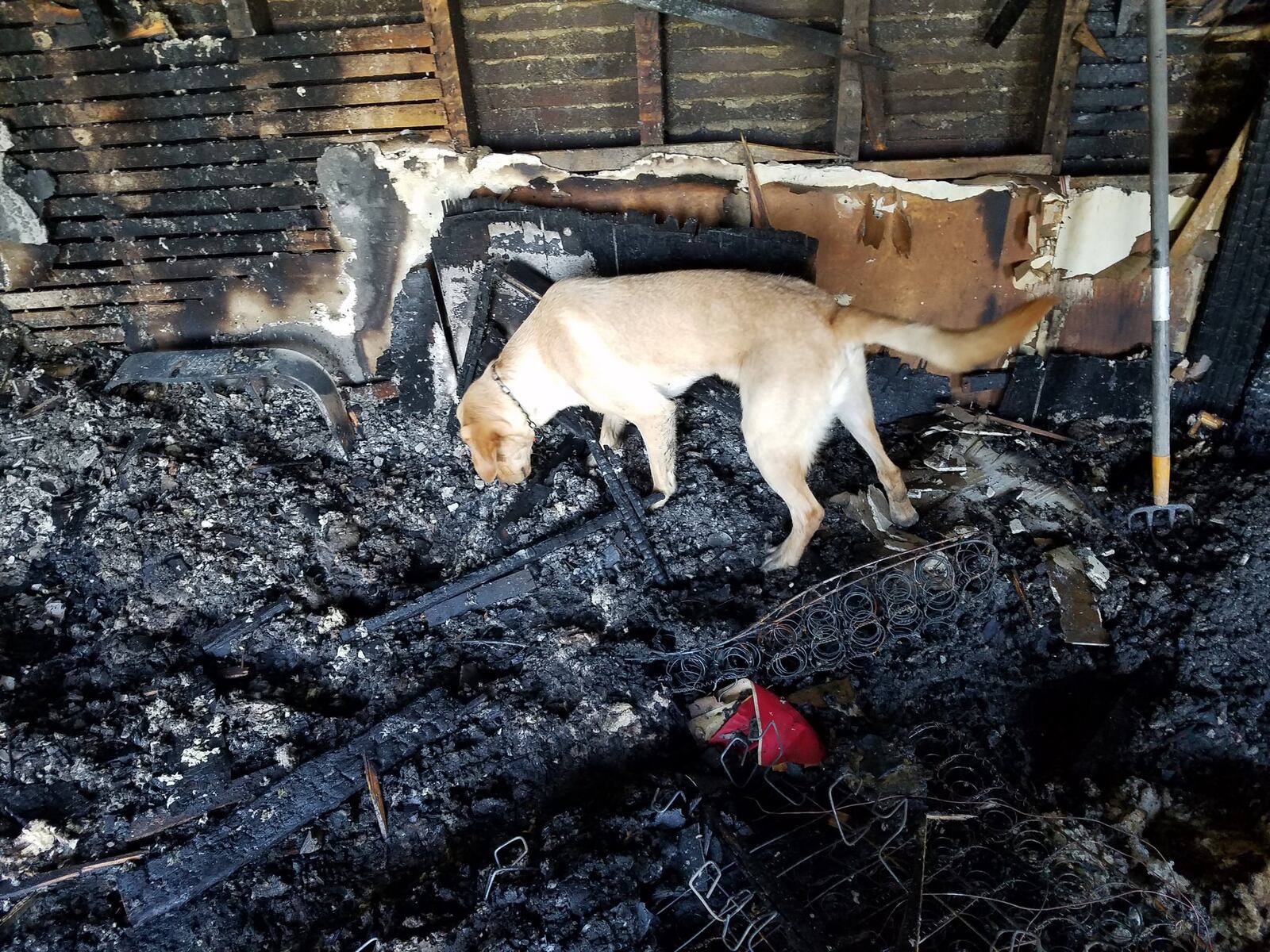 Scottie, Middletown’s arson detection dog, looks for possible accelerants used to start a fire Thursday morning in an apartment in the 200 block of Curtis Street. CONTRIBUTED