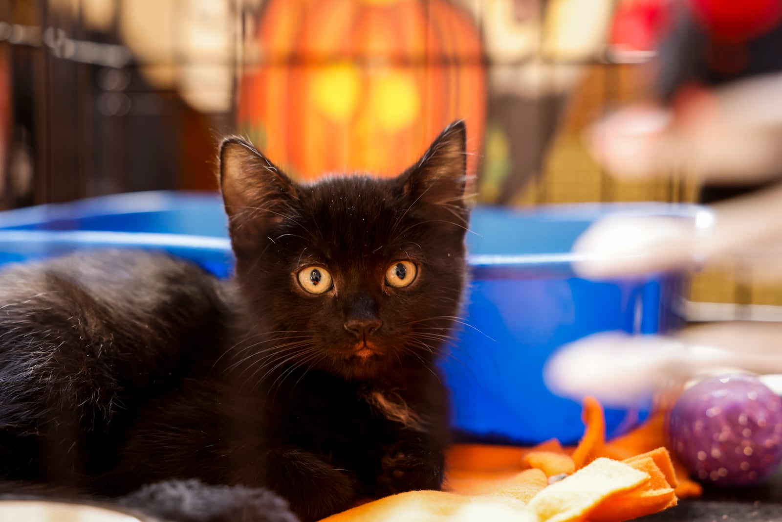 Binx the cat was inside The Windamere at the sixth Hocus Pocus Family Fun Festival event Sunday, Oct. 16, 2022 in downtown Middletown. The free event on Main Street between Central and First avenues featured food trucks, craft vendors, dance troupes, music and magic, a Howl-O-Ween dog costume contest, car show, Sorg tours, kids games and more. The Sanderson sisters made appearances throughout the day. NICK GRAHAM/STAFF