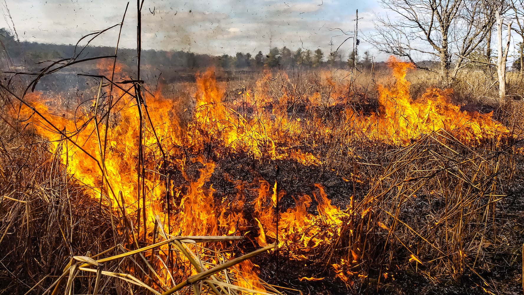 Controlled burns at Riverside Natural Area in Hamilton