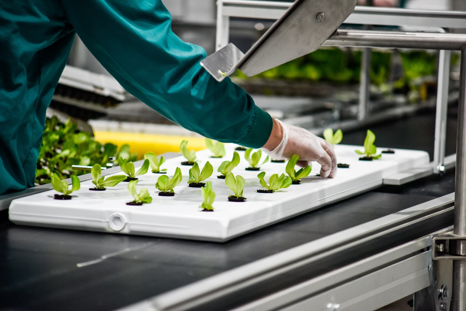 The new 80 Acres Farms, powered by Infinite Acres, held a ribbon cutting Wednesday, January 13, 2021 in Hamilton. The new $30-million-plus, 62,000-square-foot vertical farming building will be able to ”grow more than 10-million healthy servings of fresh food each and every year," according to 80 Acres Farms CEO and co-founder Mike Zelkind. NICK GRAHAM / STAFF