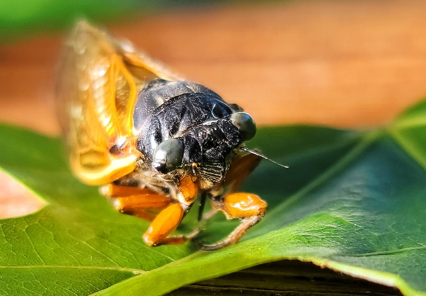 061621 blue eyed cicada