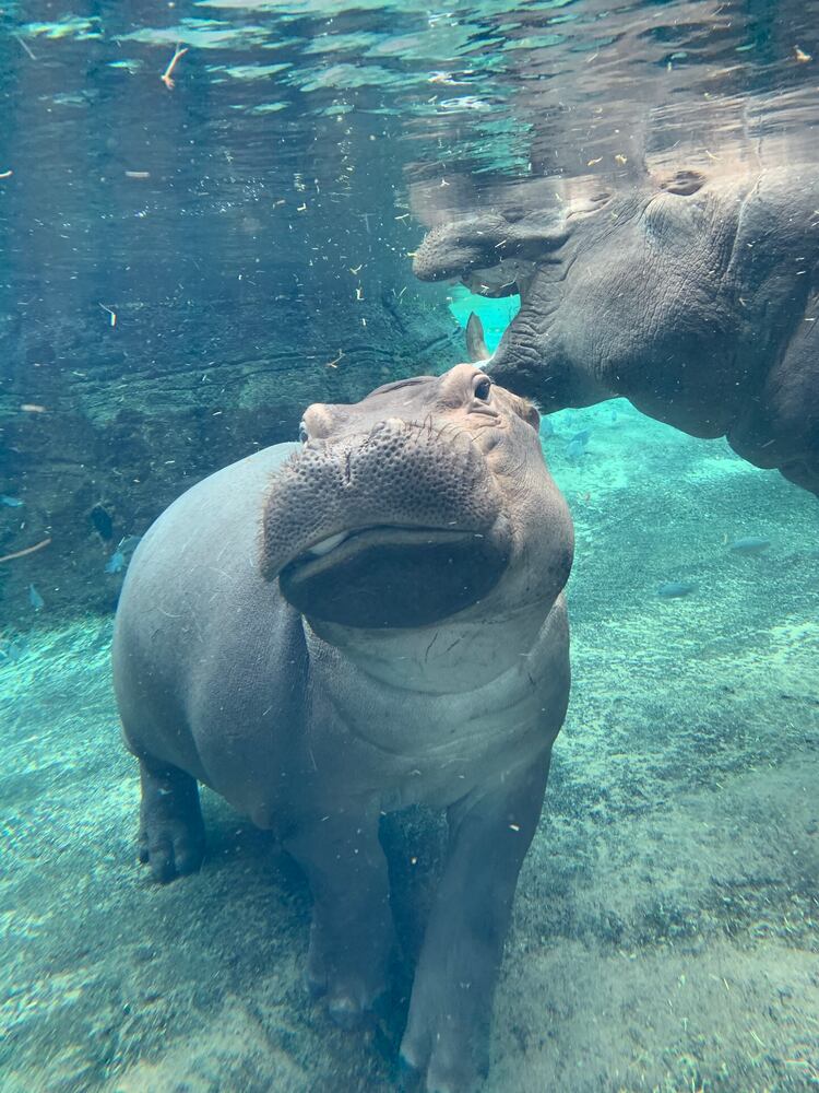 Happy birthday Fiona! Celebrate the famous hippo and help injured animals in Australia