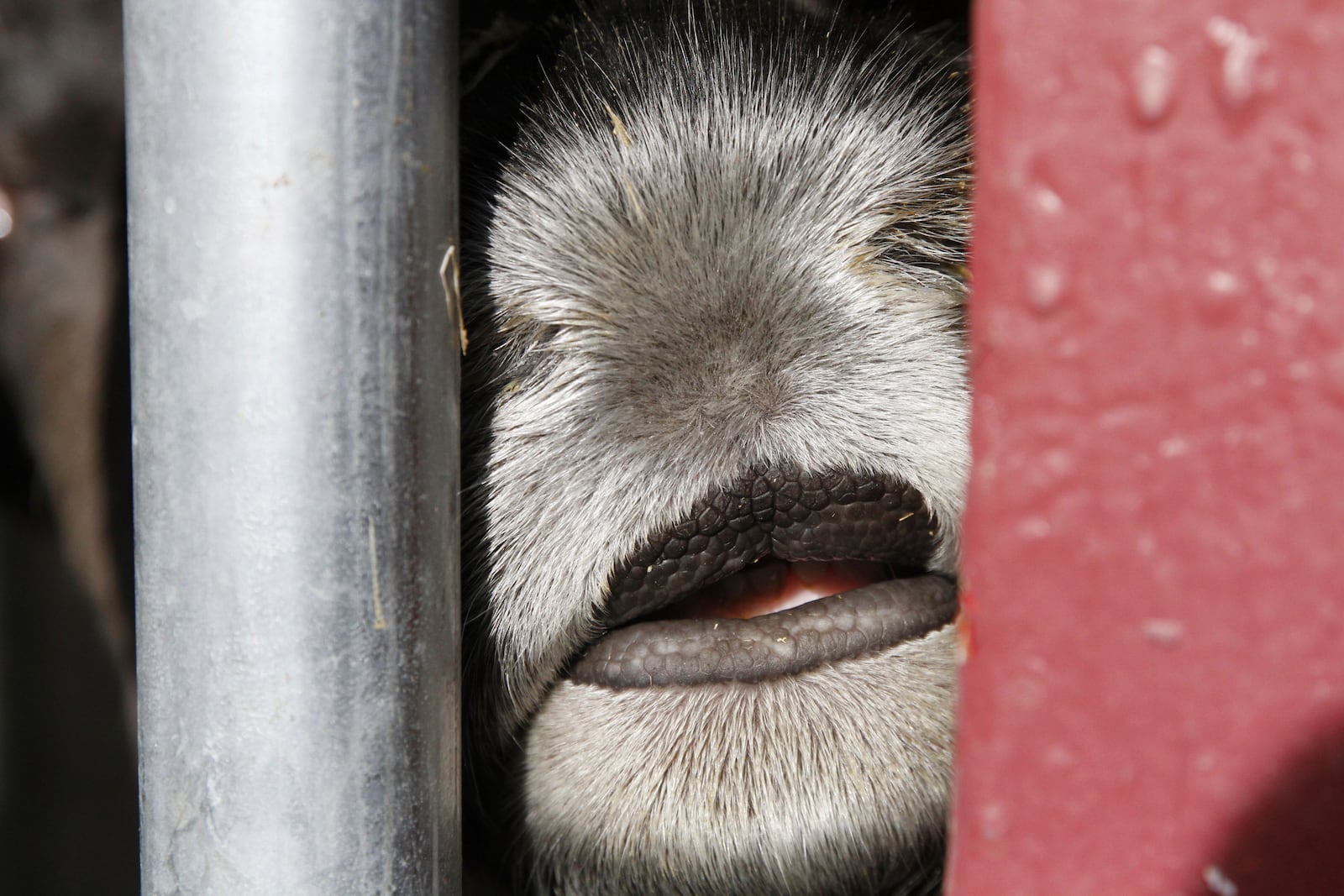 Star the pet reindeer sticks his snout through the inside gate of his pen in downtown Anchorage, Alaska, March 11, 2025. (AP Photo/Mark Thiessen)