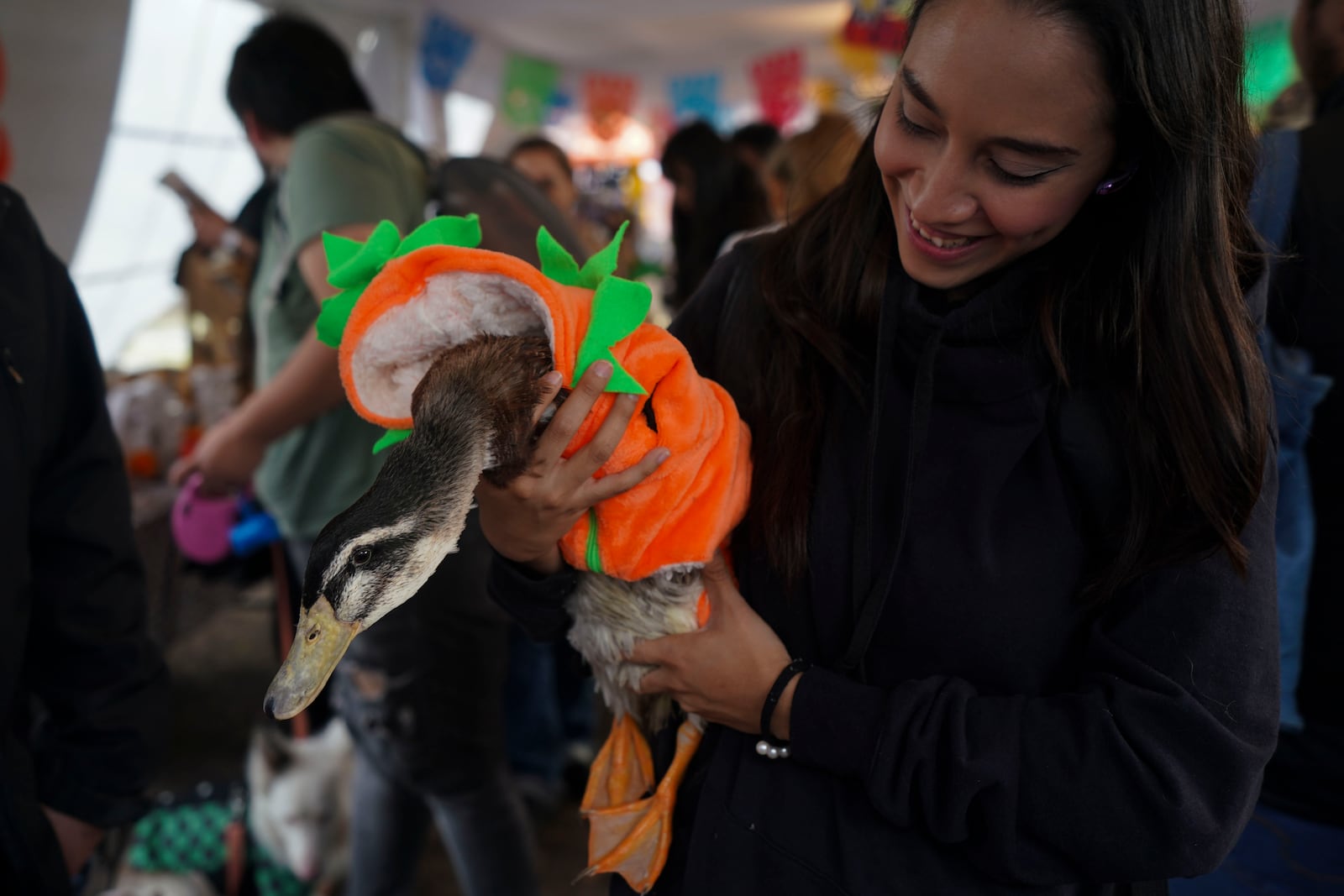 A pet owner shows off her pet duck dressed as a jack-o-lantern as they arrive to compete in a pet costume contest as part of the Day of the Dead festivities in Mexico City, Sunday, Oct. 27, 2024. (AP Photo/Fabiola Sanchez)