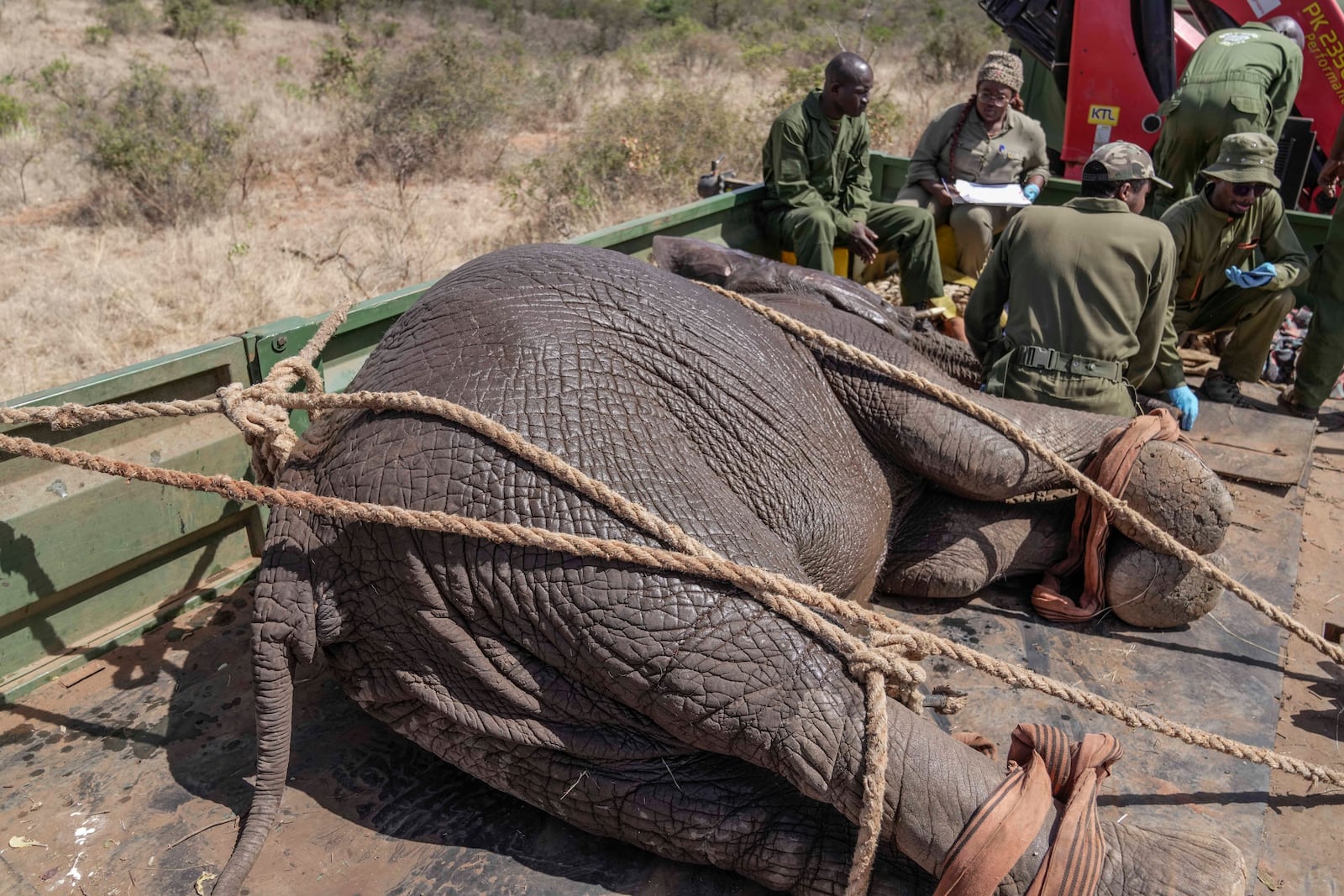 Kenya Wildlife Service rangers and capture team take records of an elephant at Mwea National Park, east of the capital Nairobi, Kenya Monday, Oct. 14, 2024. (AP Photo/Brian Inganga)