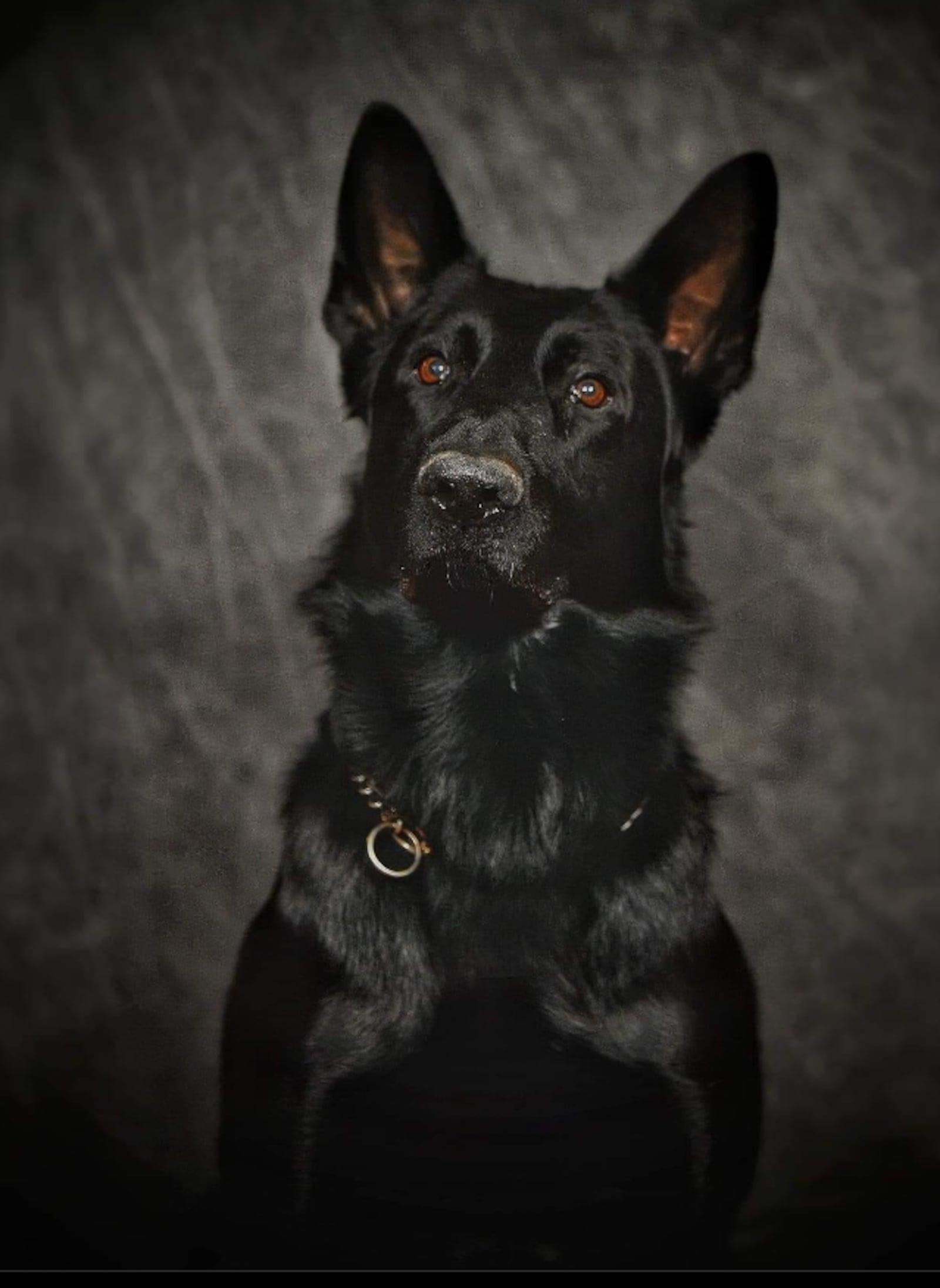 Fury, a Franklin police K9, died as a result of injuries sustained in a vehicle crash on Nov. 11, 2023. CONTRIBUTED/FRANKLIN DIVISION OF POLICE