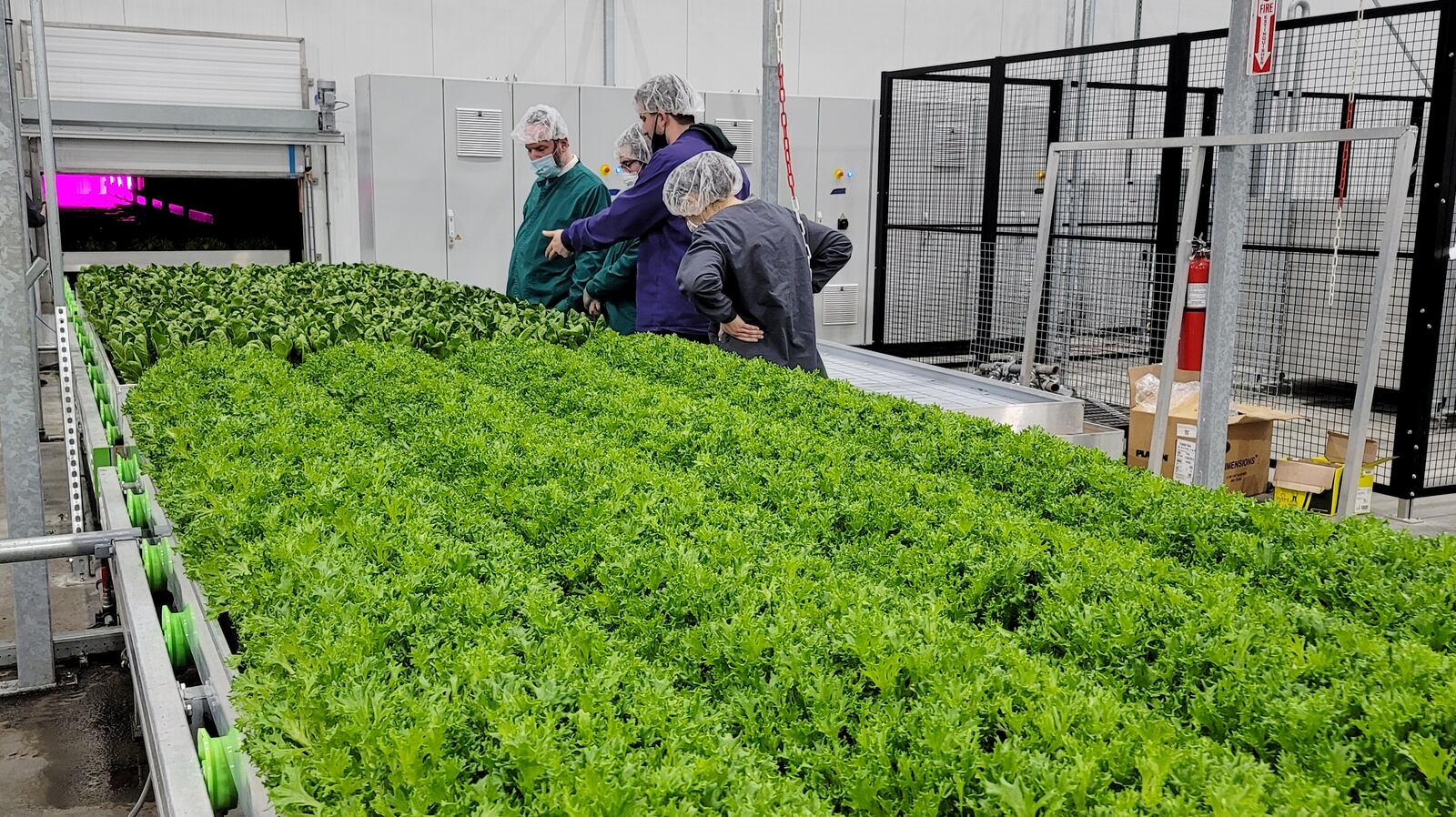 80 Acres Farms produce has been certified insect free and Pareve by Central Kosher. Rabbi Lazer Fischer and Rabbi Avrohom Weinrib inspected the facility Friday, March 12 and performed tests to verify products were insect free. NICK GRAHAM / STAFF