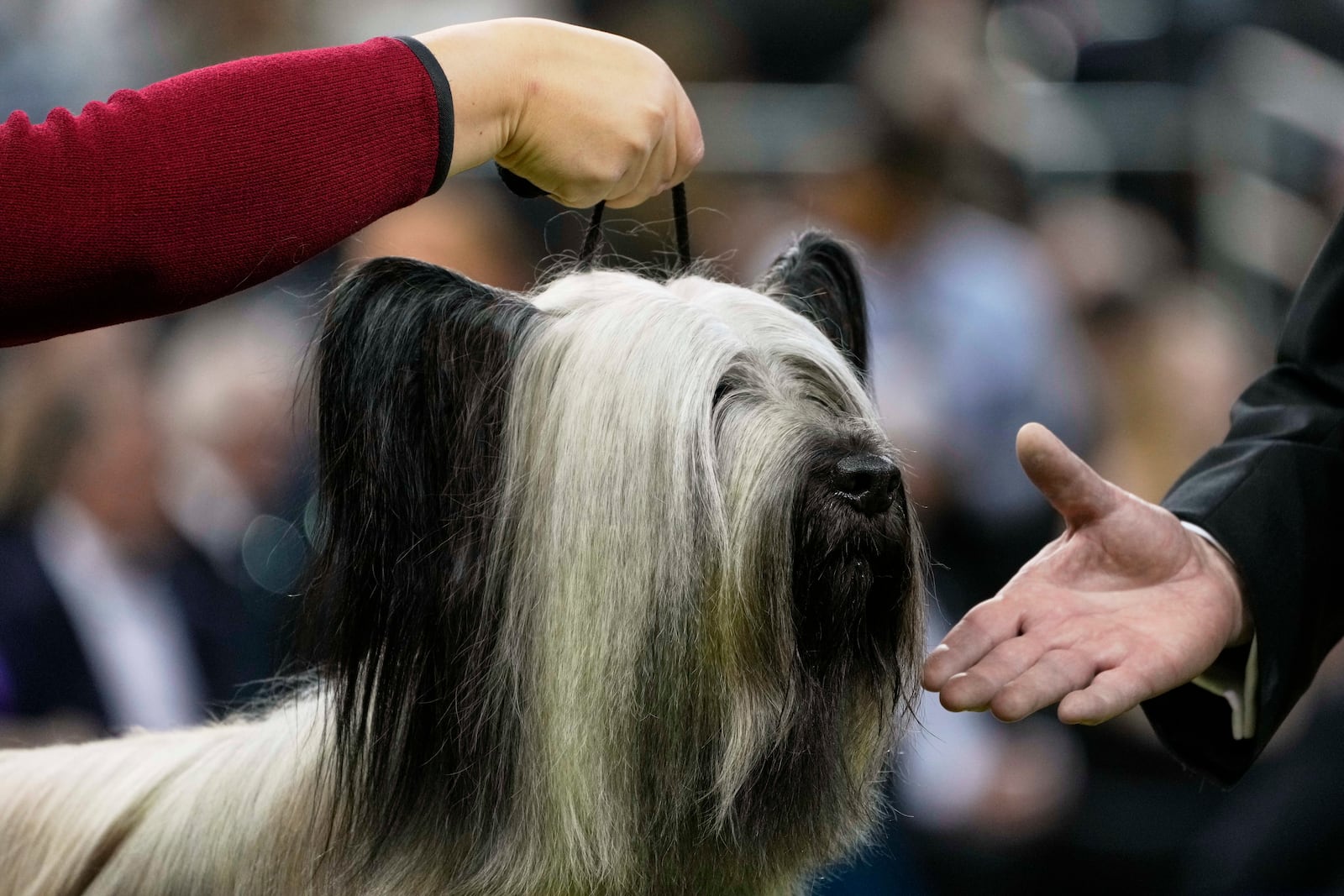 Archer, a Skye Terrier, competes in the terrier competition during the 149th Westminster Kennel Club Dog show, Tuesday, Feb. 11, 2025, in New York. (AP Photo/Julia Demaree Nikhinson)